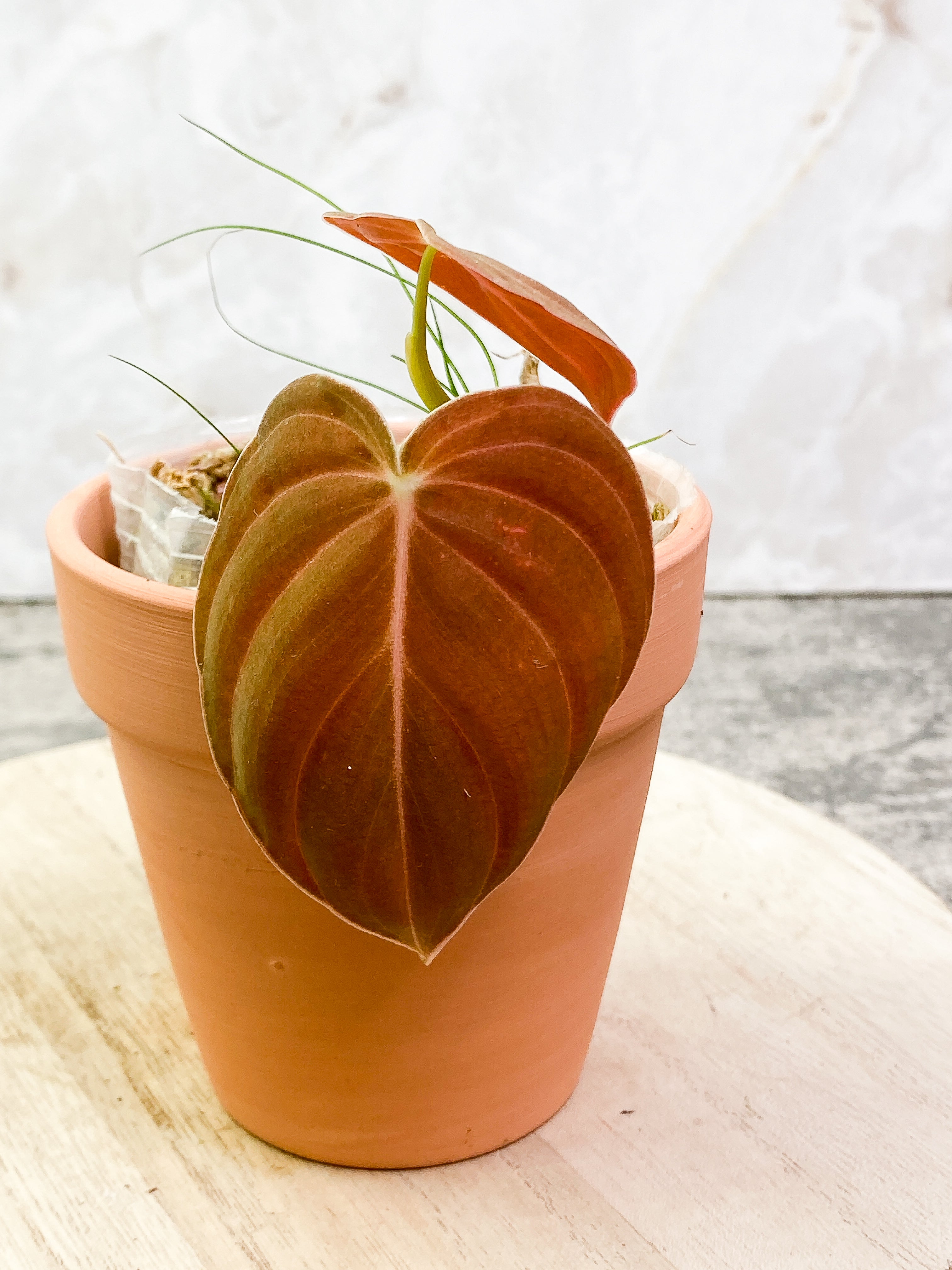 Grower Choice: Philodendron melanochrysum rooted 2 leaves