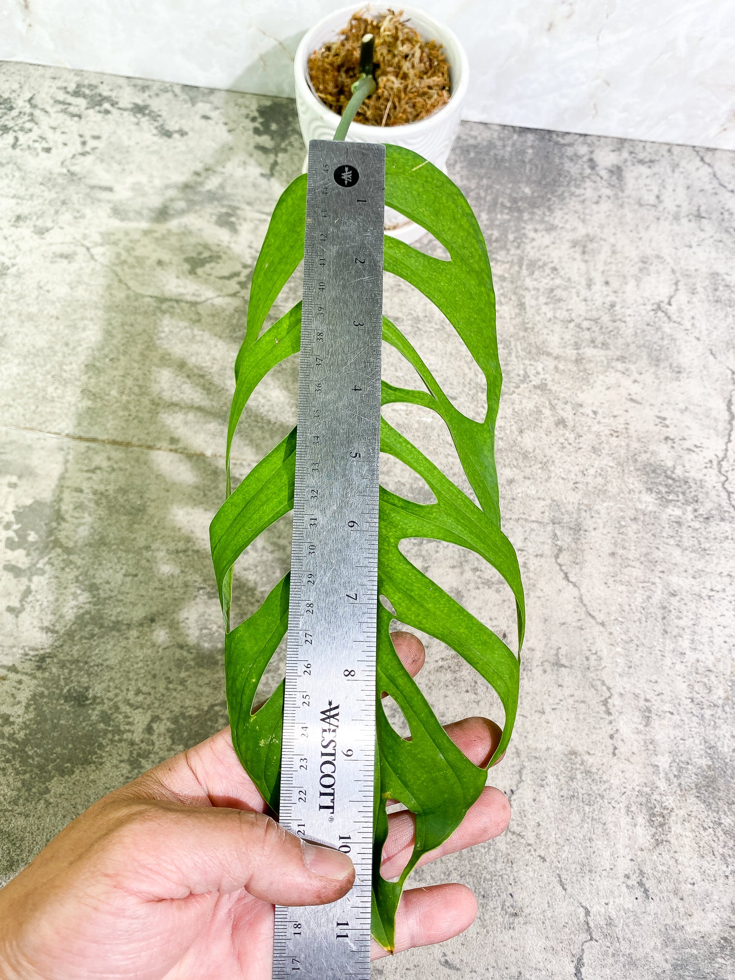 Monstera Esqueleto 1 leaf (11') 1 growing bud rooted