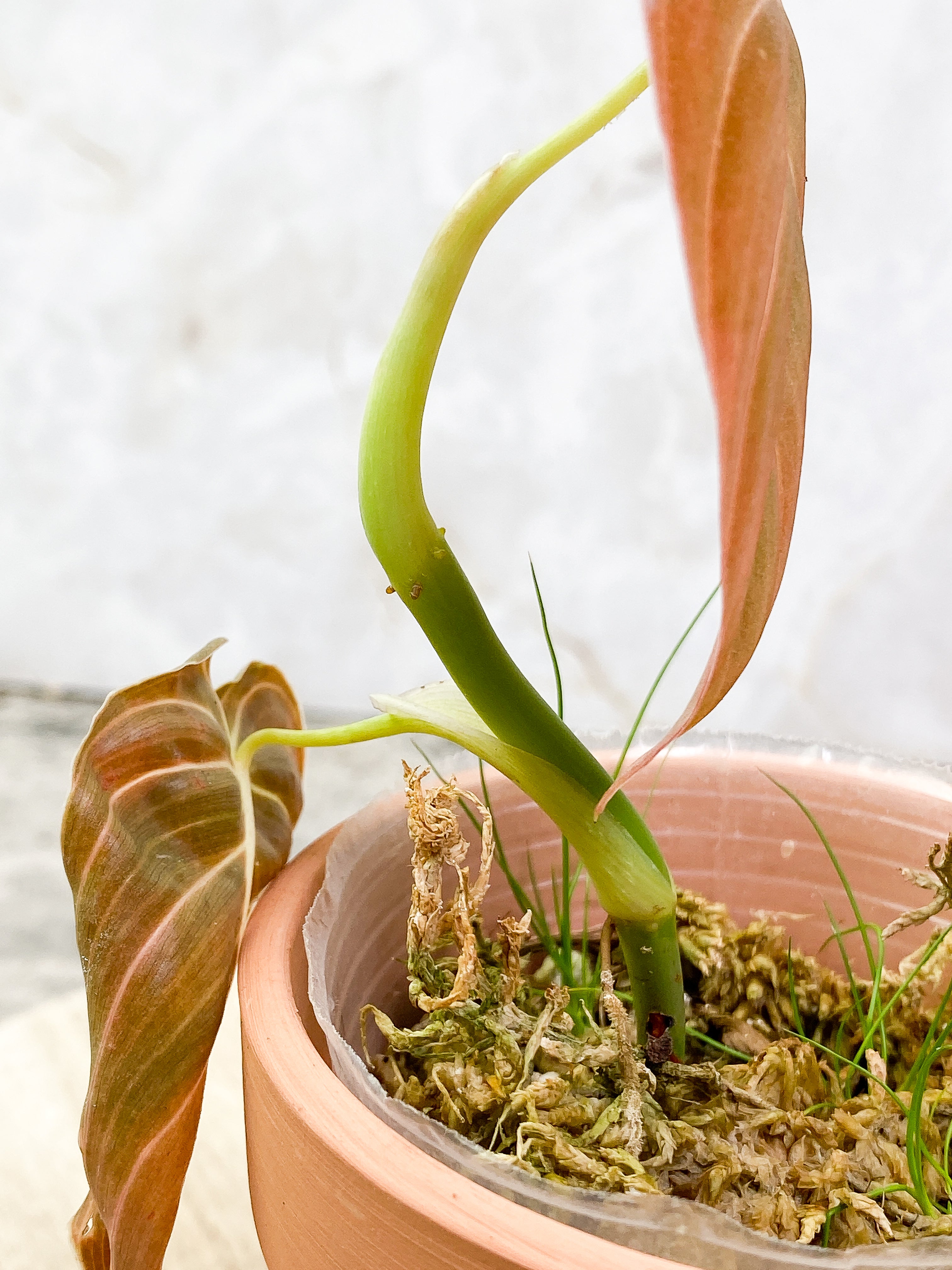 Grower Choice: Philodendron melanochrysum rooted 2 leaves