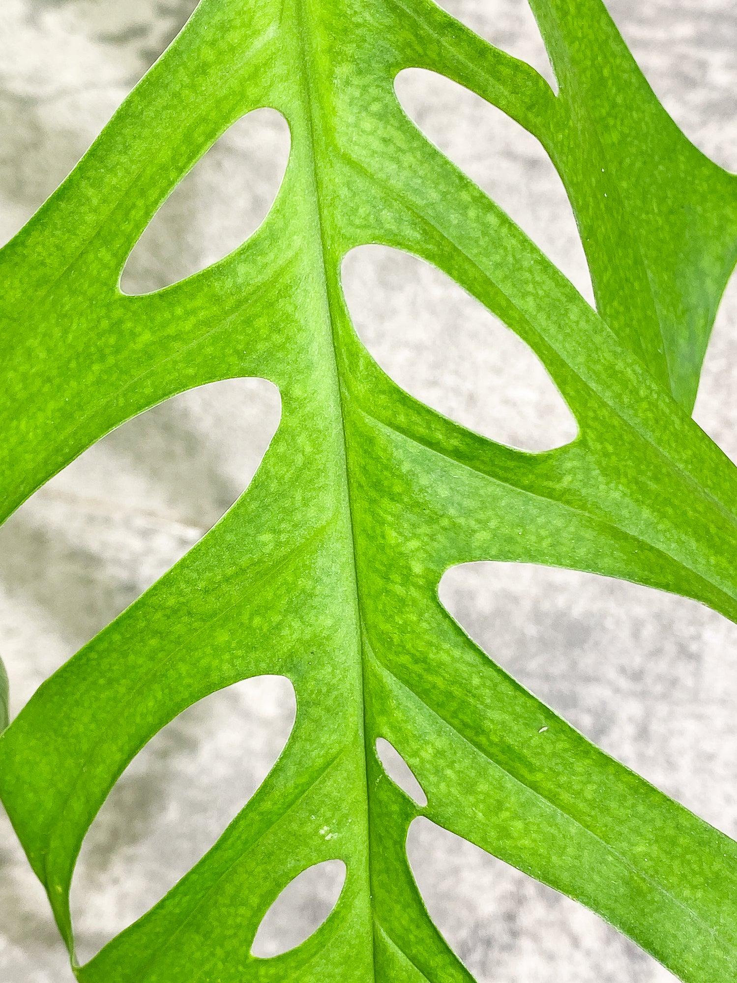 Monstera Esqueleto 1 leaf (11') 1 growing bud rooted