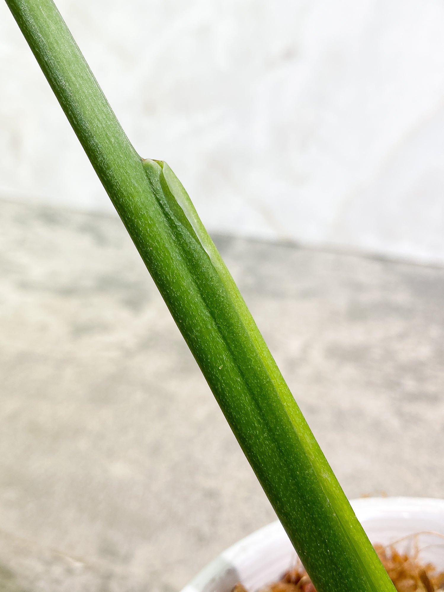 Monstera Esqueleto 1 leaf (11') 1 growing bud rooted