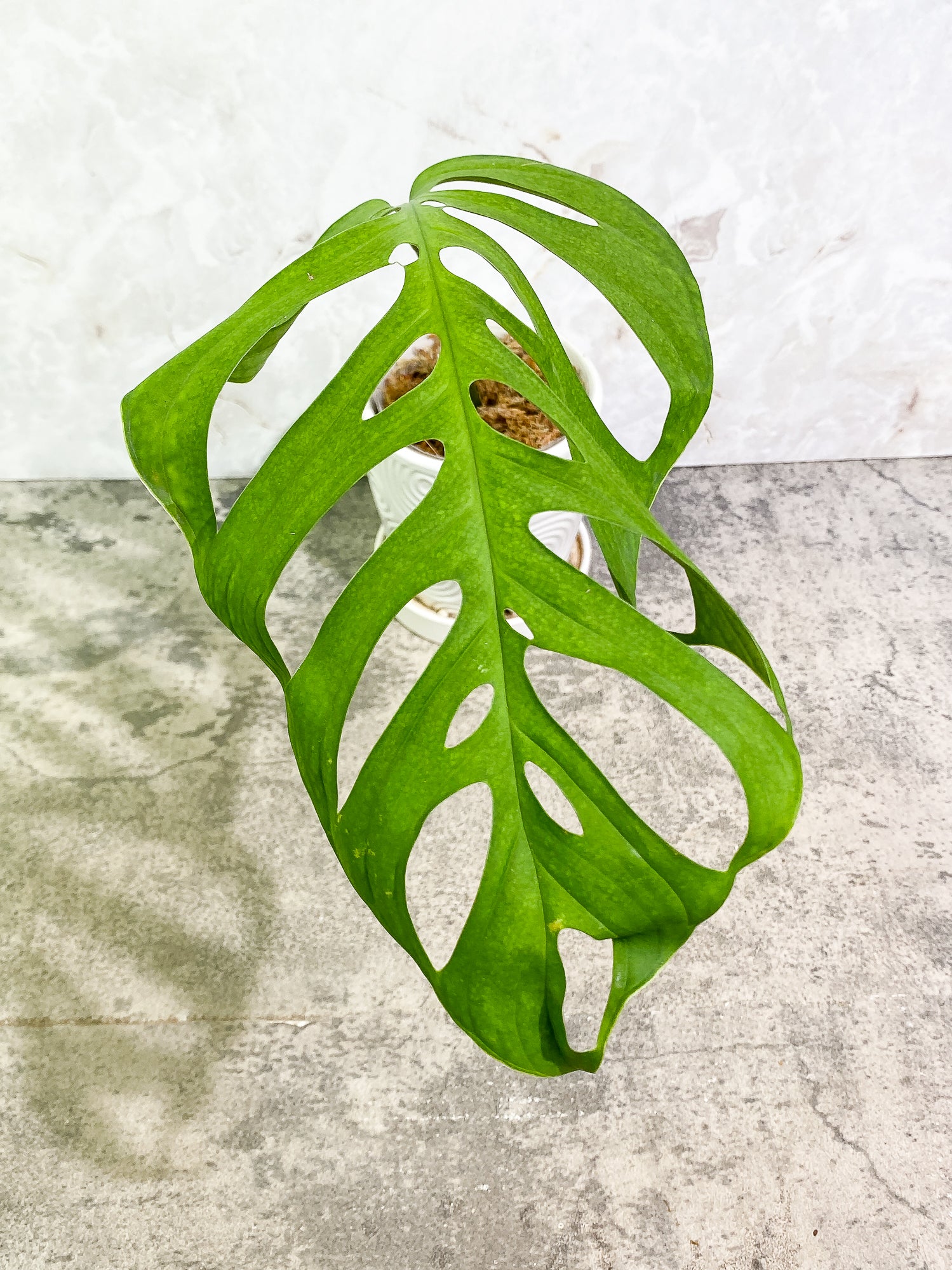 Monstera Esqueleto 1 leaf (11') 1 growing bud rooted