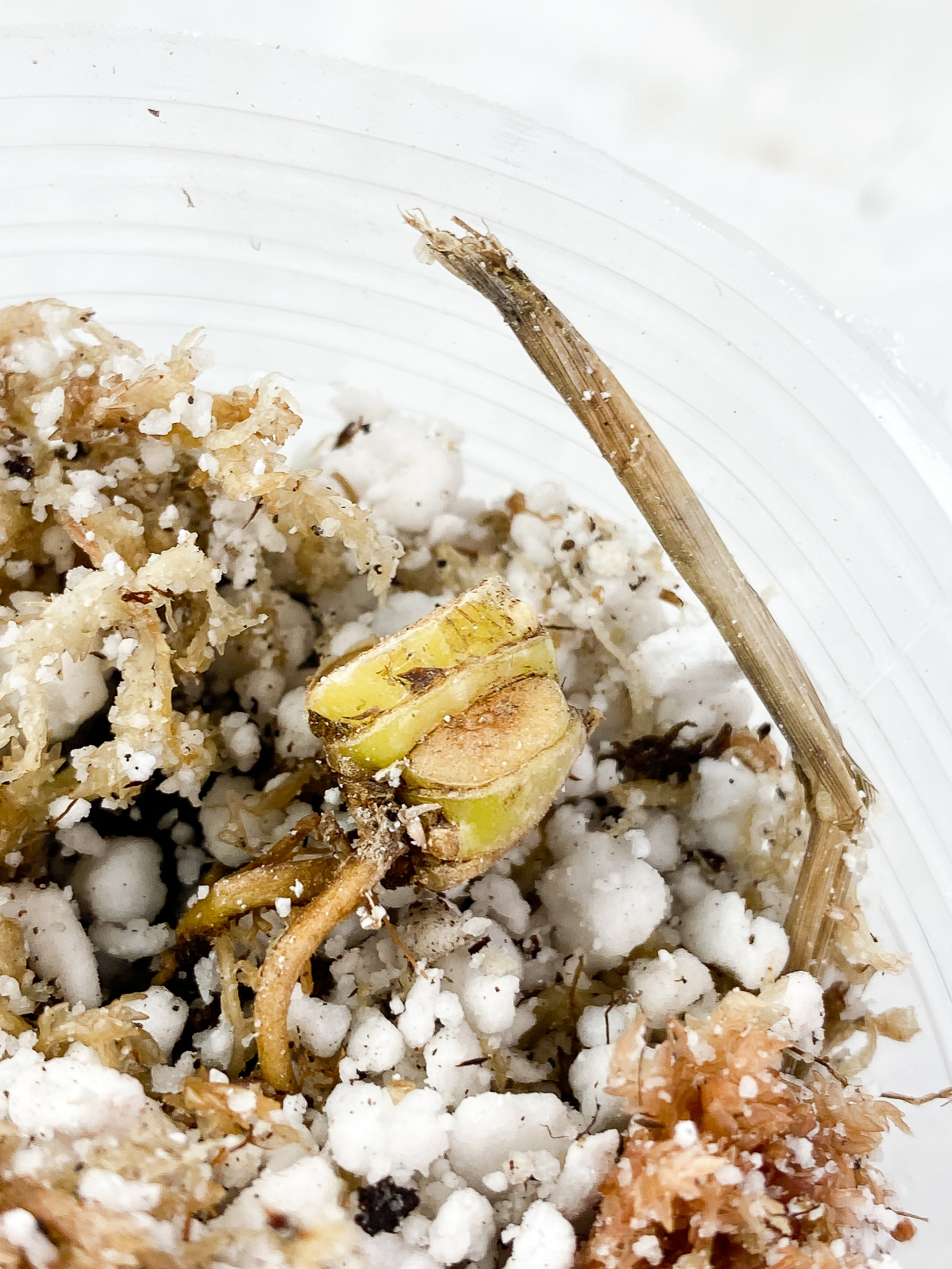 Philodendron Snowdrifts Rooted node with 2 growing eyes