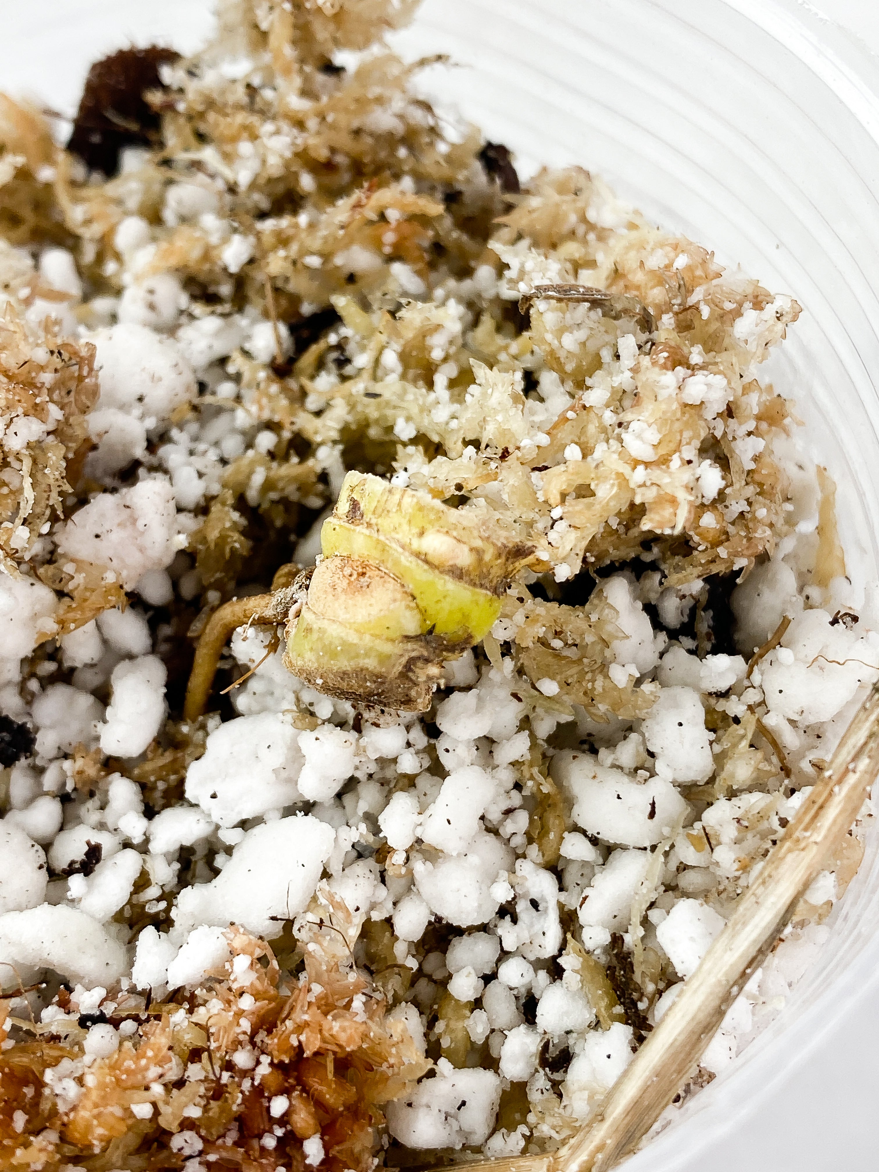 Philodendron Snowdrifts Rooted node with 2 growing eyes