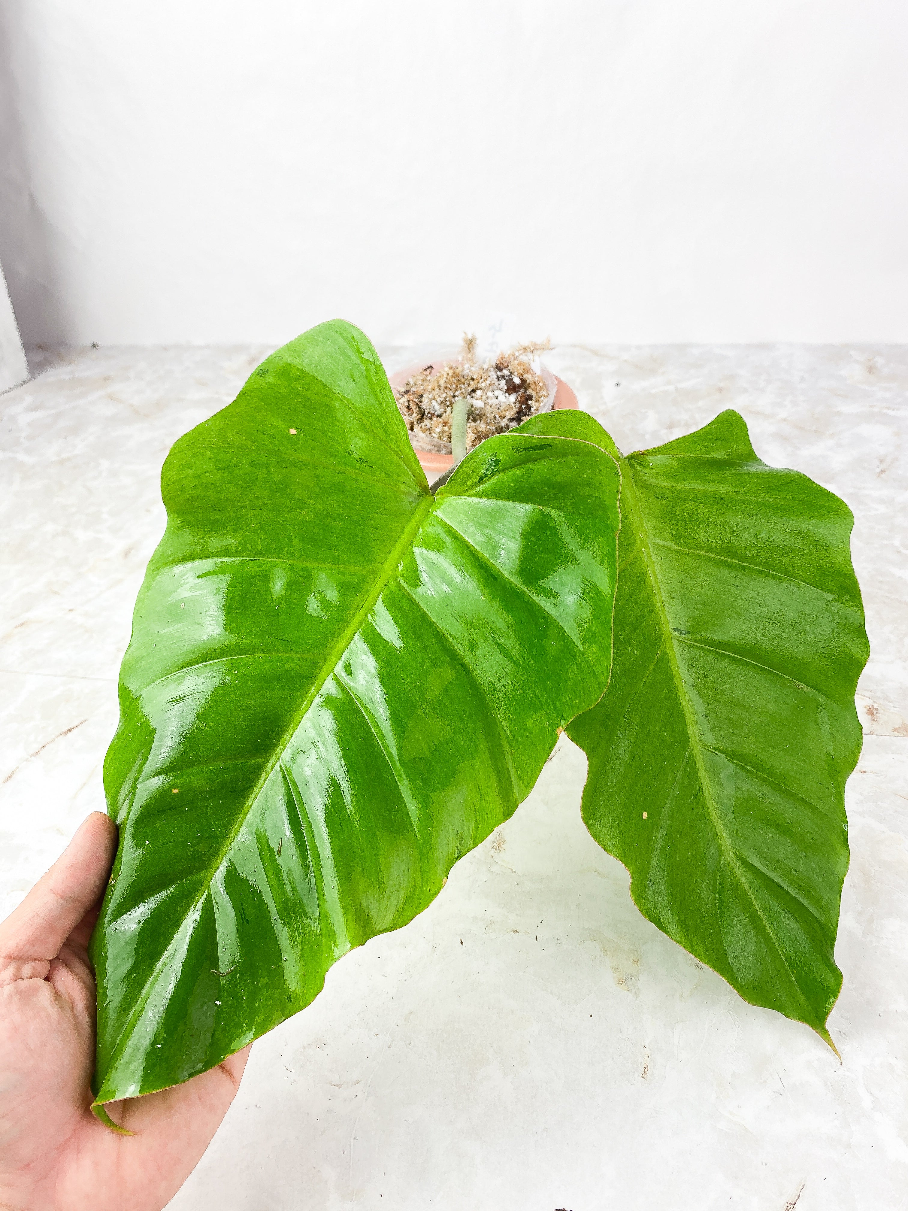 Philodendron Snowdrifts Rooted node with 2 growing eyes