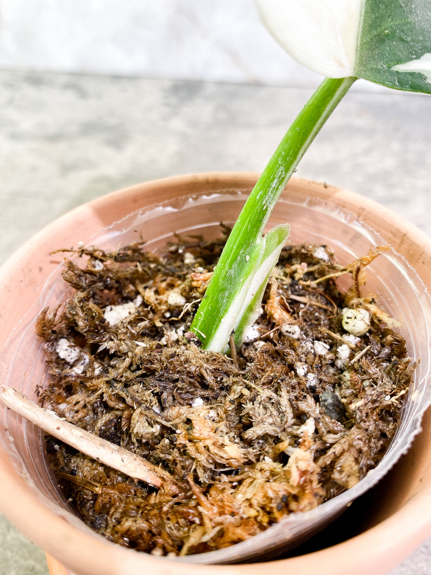 Philodendron White Wizard 1 leaf rooting