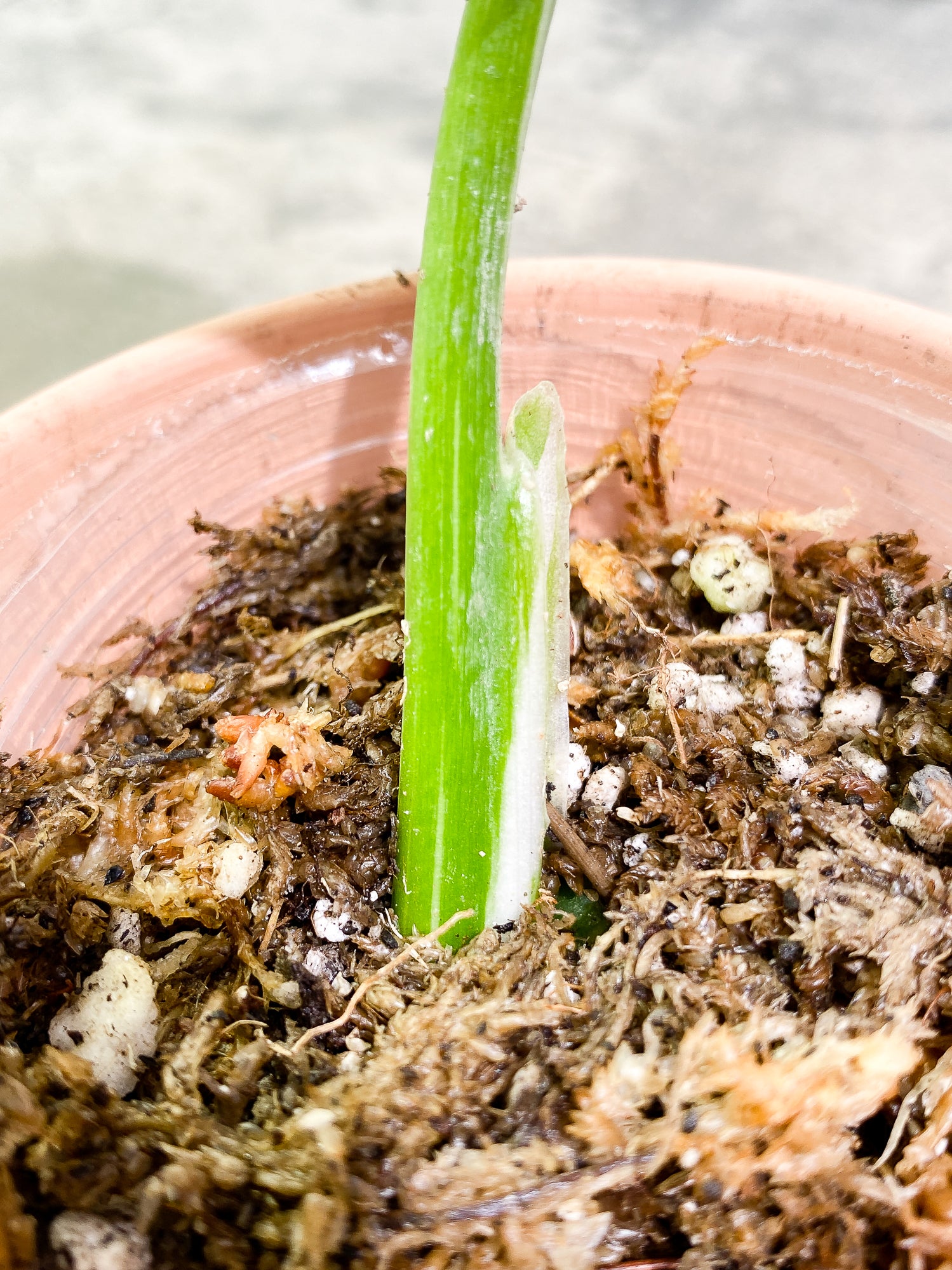 Philodendron White Wizard 1 leaf rooting