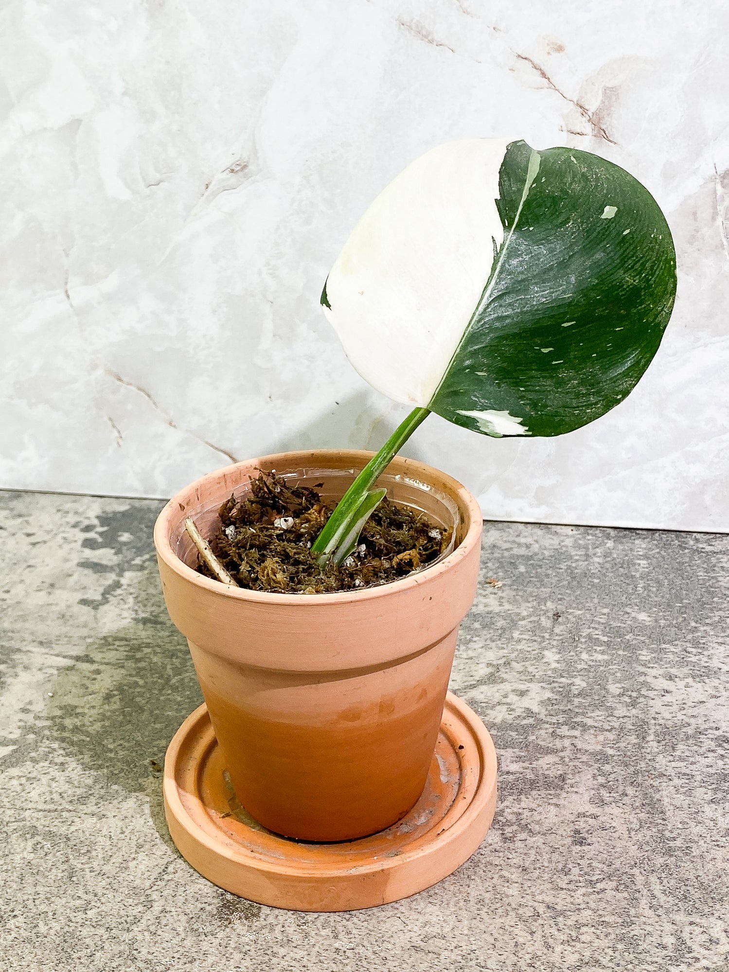 Philodendron White Wizard 1 leaf rooting