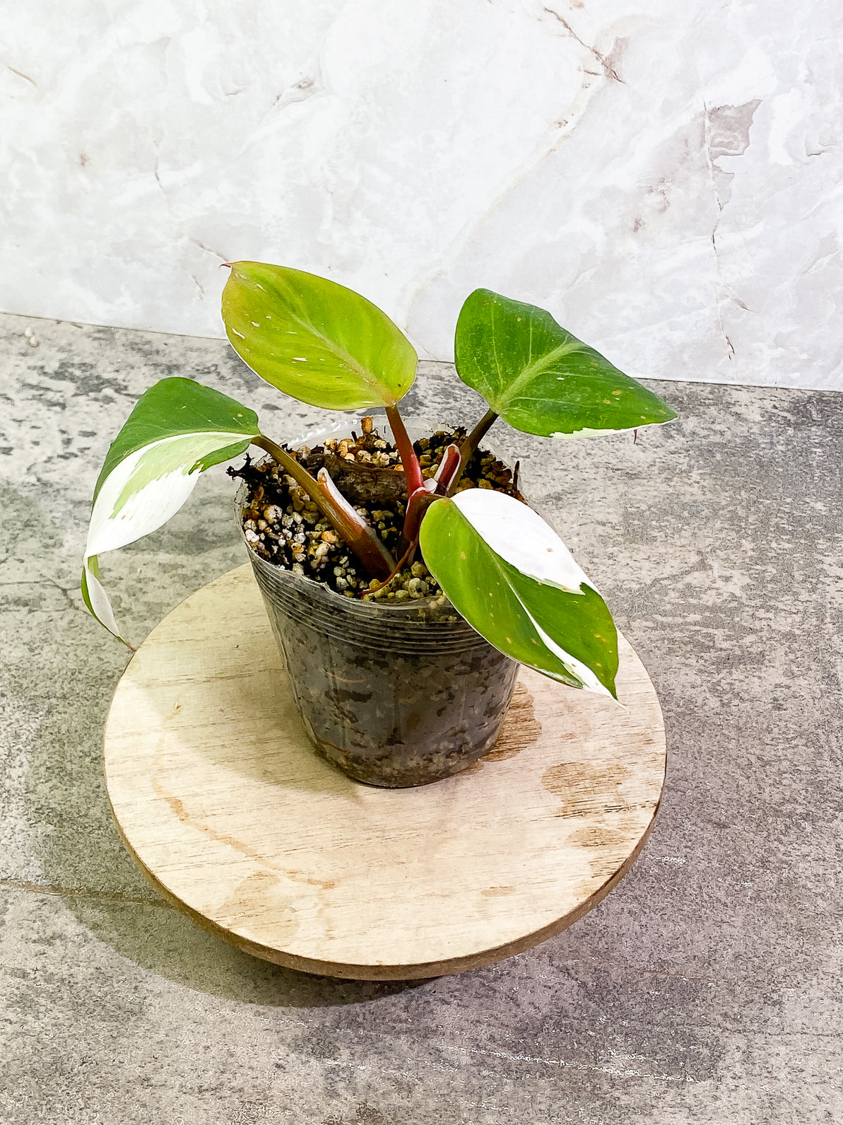 Philodendron White Knight Tricolor Rooted