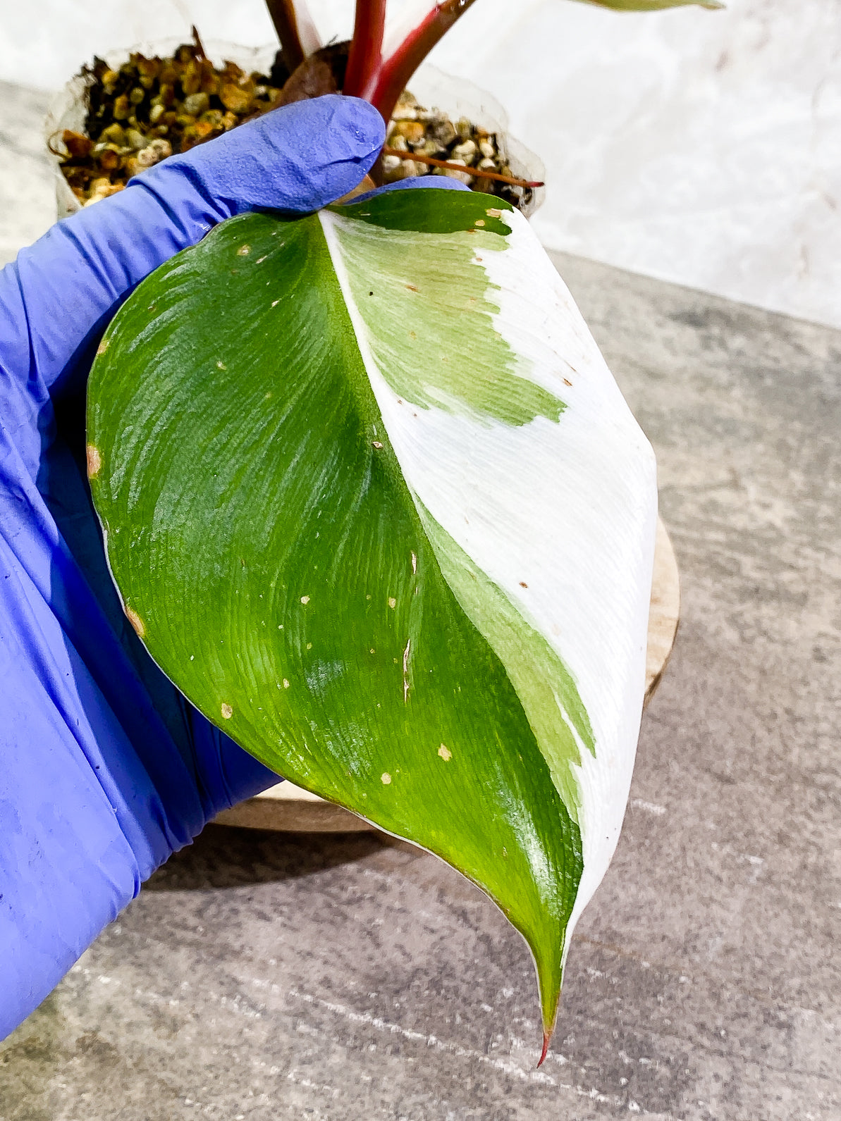 Philodendron White Knight Tricolor Rooted