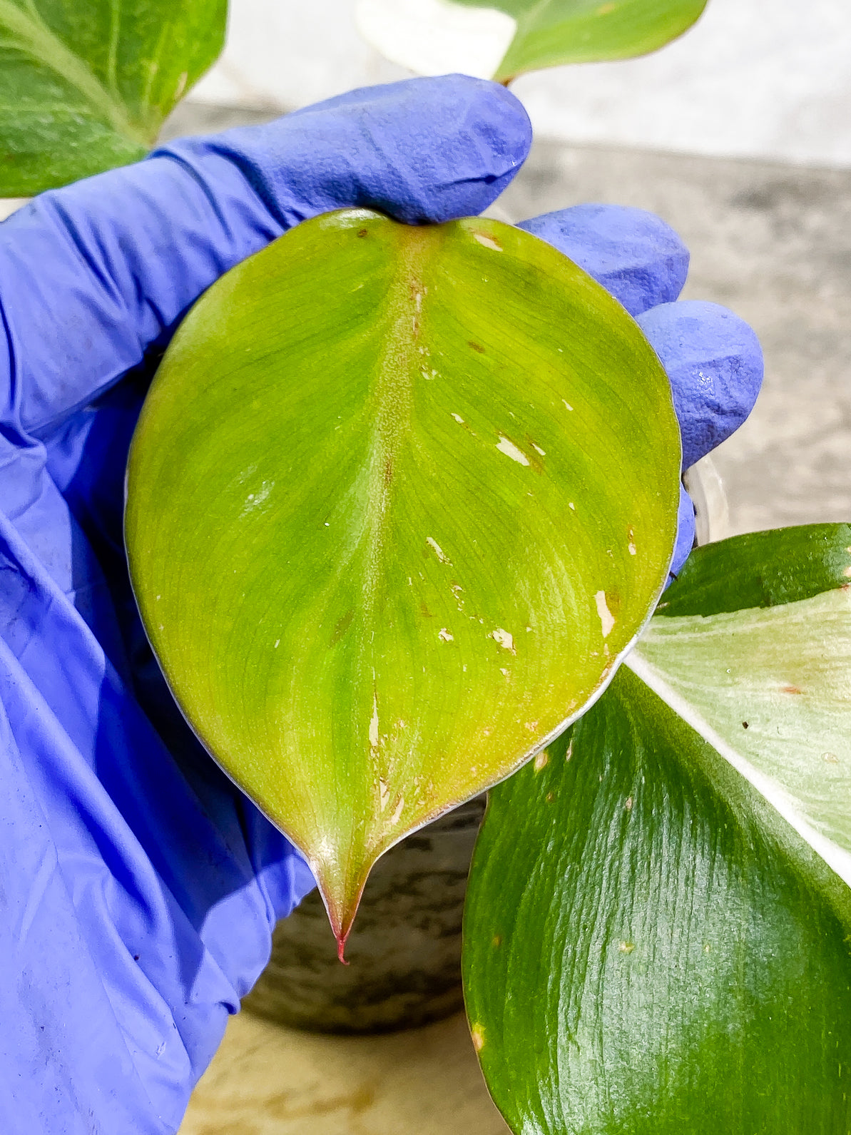 Philodendron White Knight Tricolor Rooted