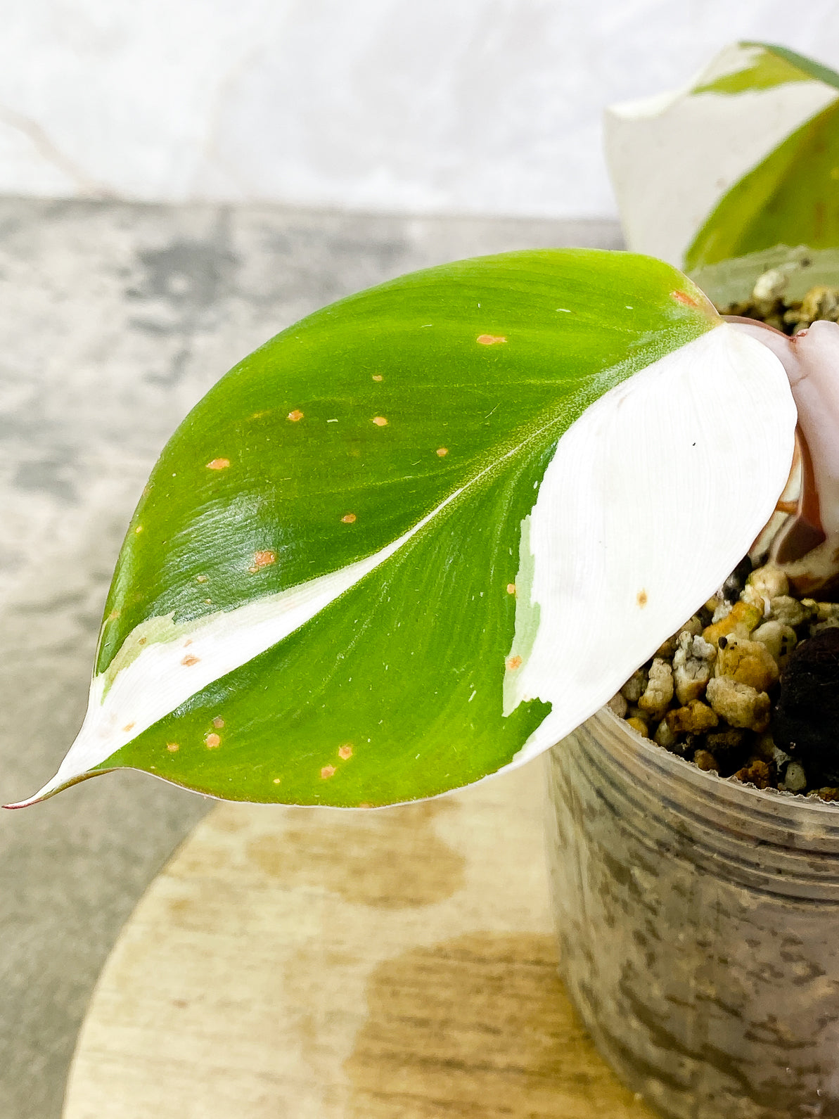 Philodendron White Knight Tricolor Rooted