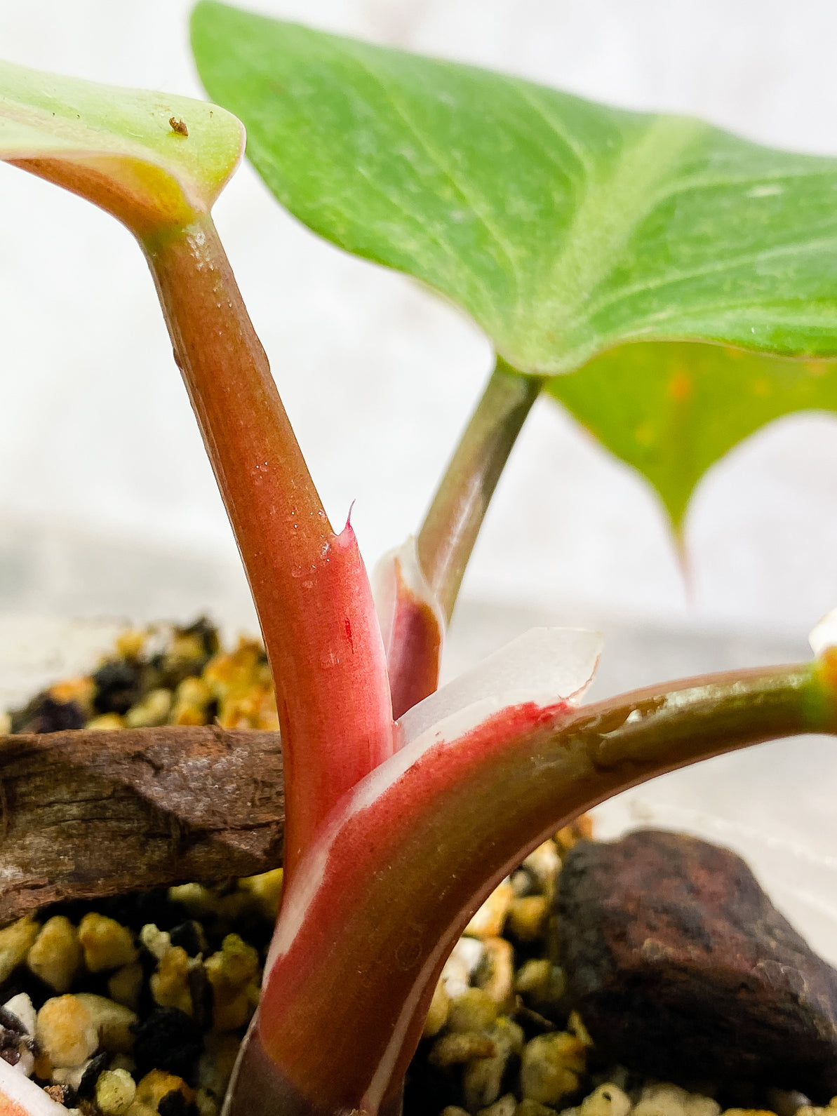 Philodendron White Knight Tricolor Rooted