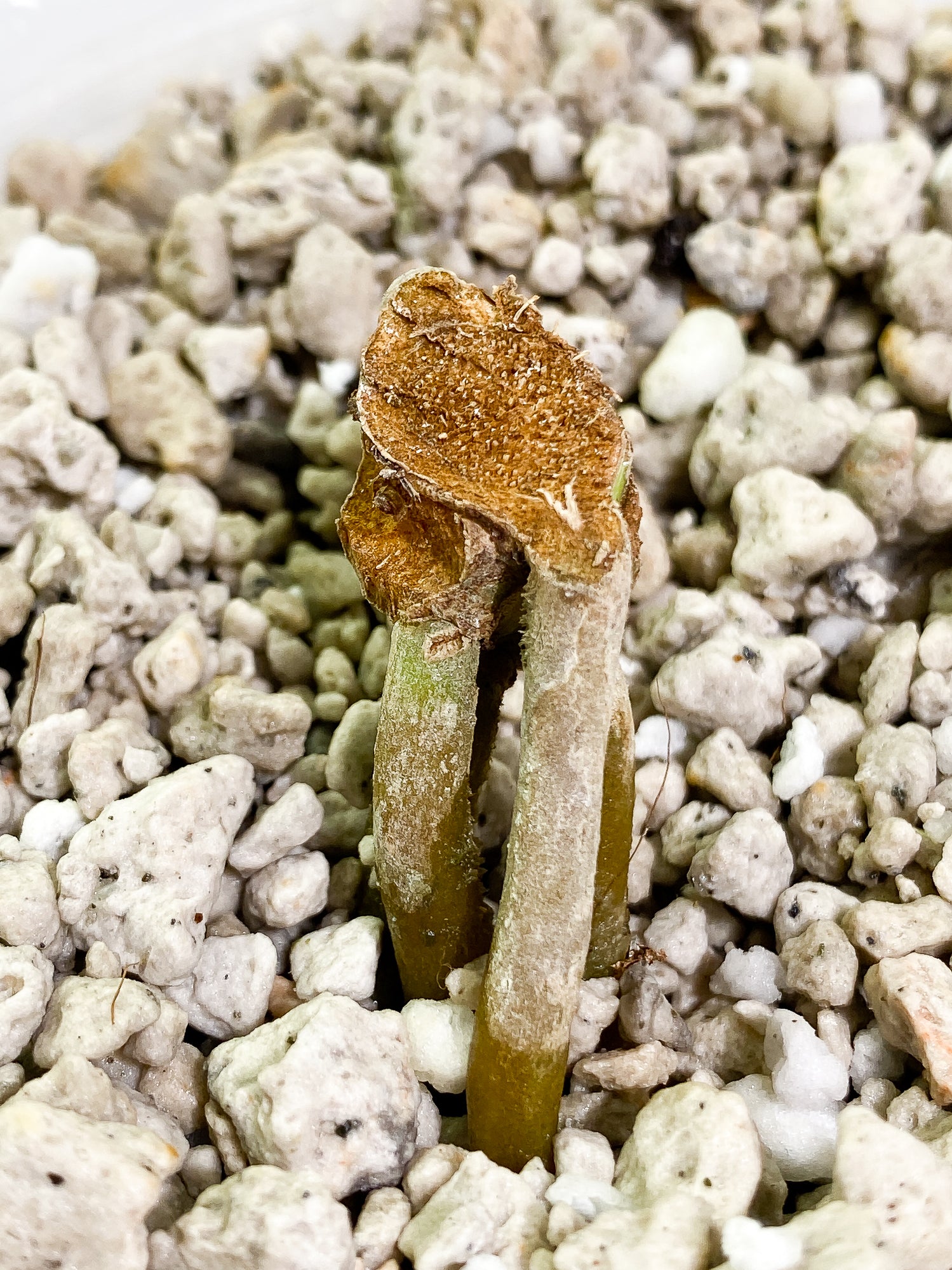Anthurium papillilamium x king of spades fully rooted node
