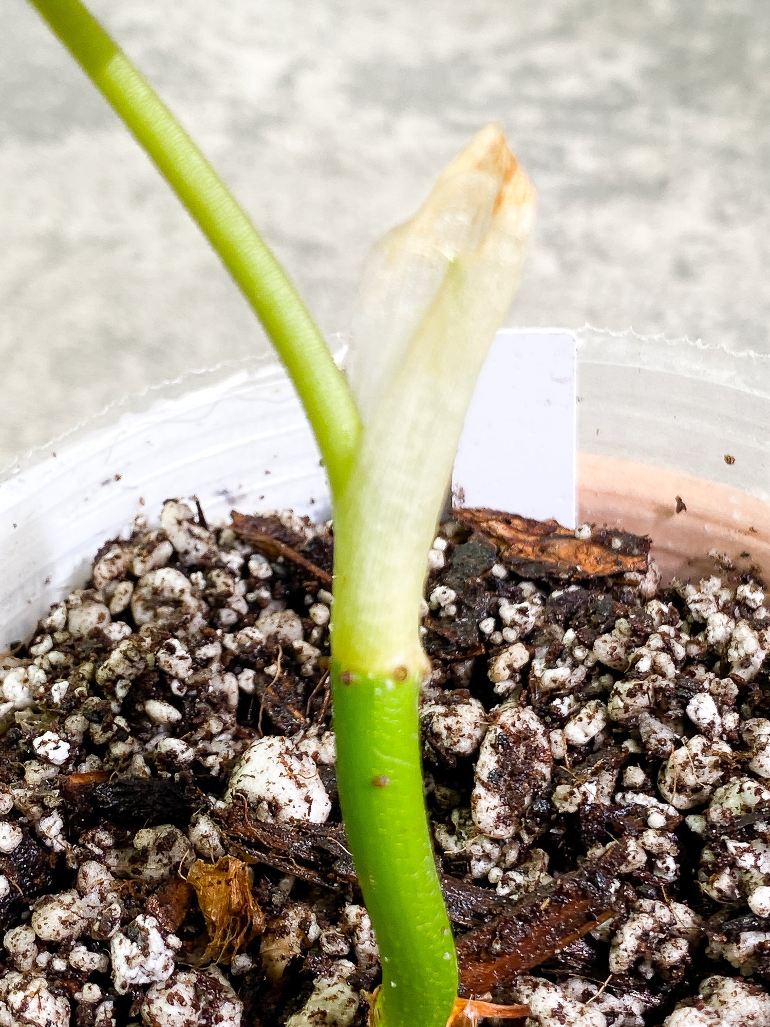 Philodendron Verrucosum Tambillo 1 leaf Rooted