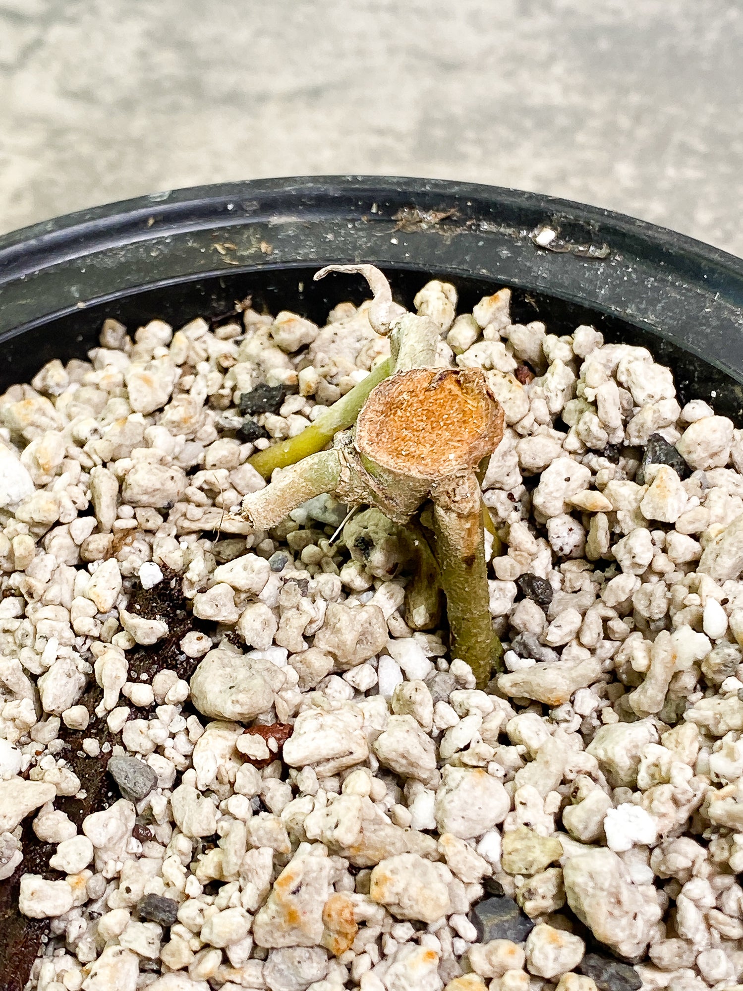 Anthurium papillilamium x king of spades fully rooted node