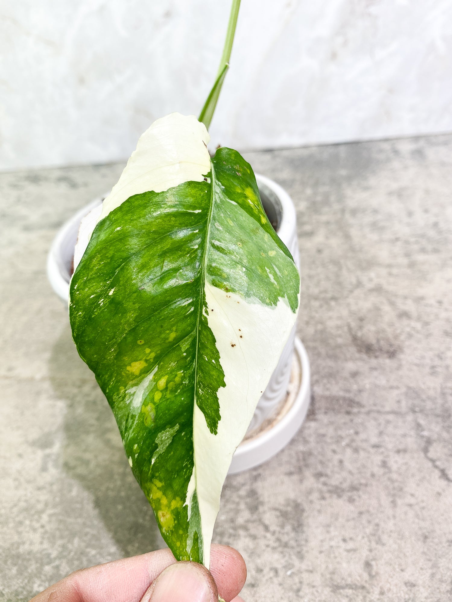Epipremnum Pinnatum Variegated 2 leaves 1 unfurling fully rooted