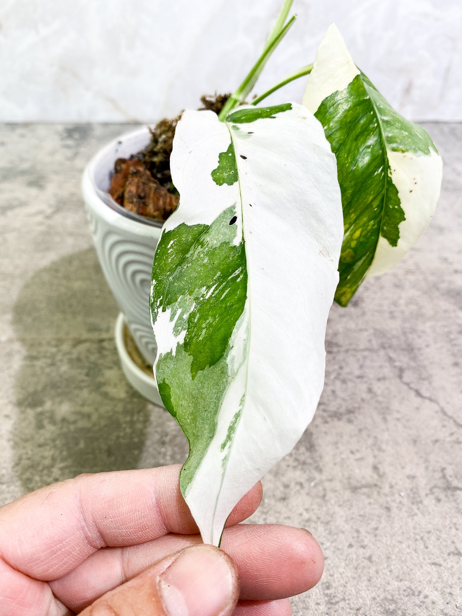 Epipremnum Pinnatum Variegated 2 leaves 1 unfurling fully rooted