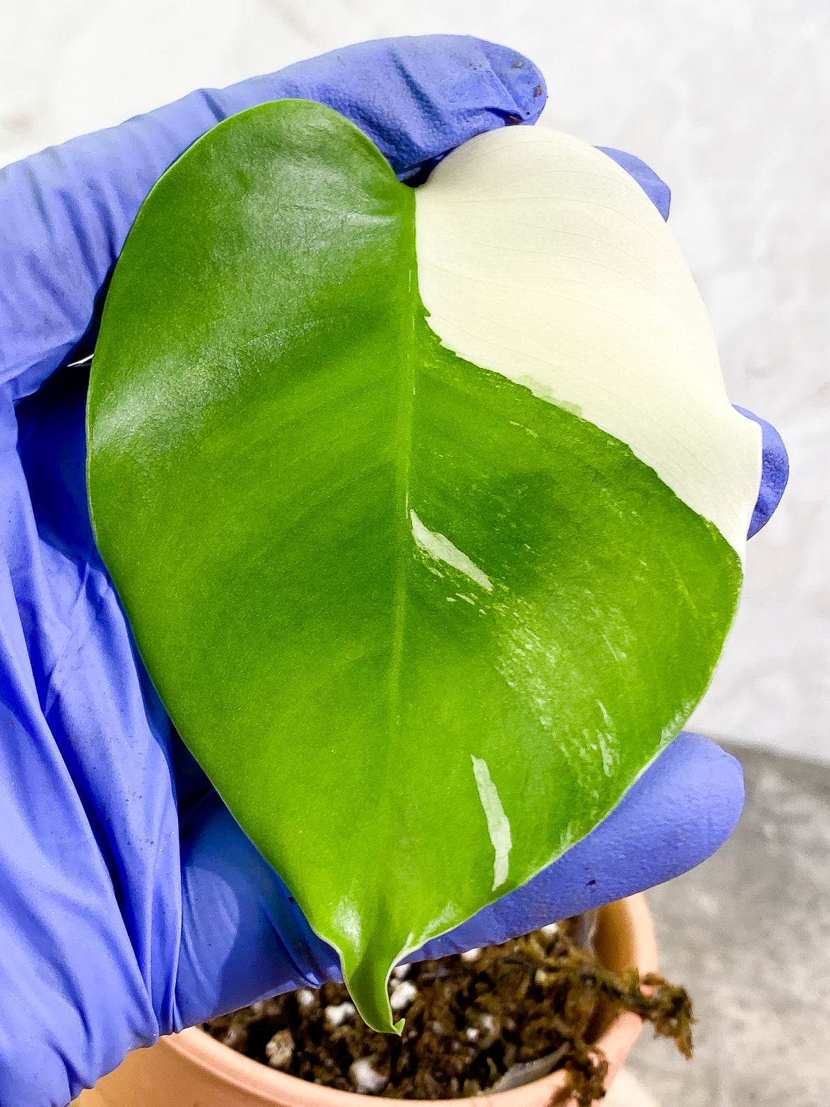 Monstera Albo Rooted