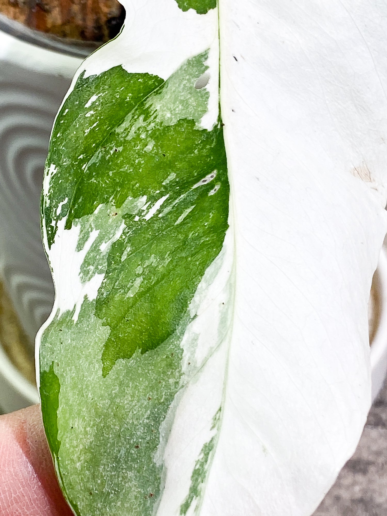 Epipremnum Pinnatum Variegated 2 leaves 1 unfurling fully rooted
