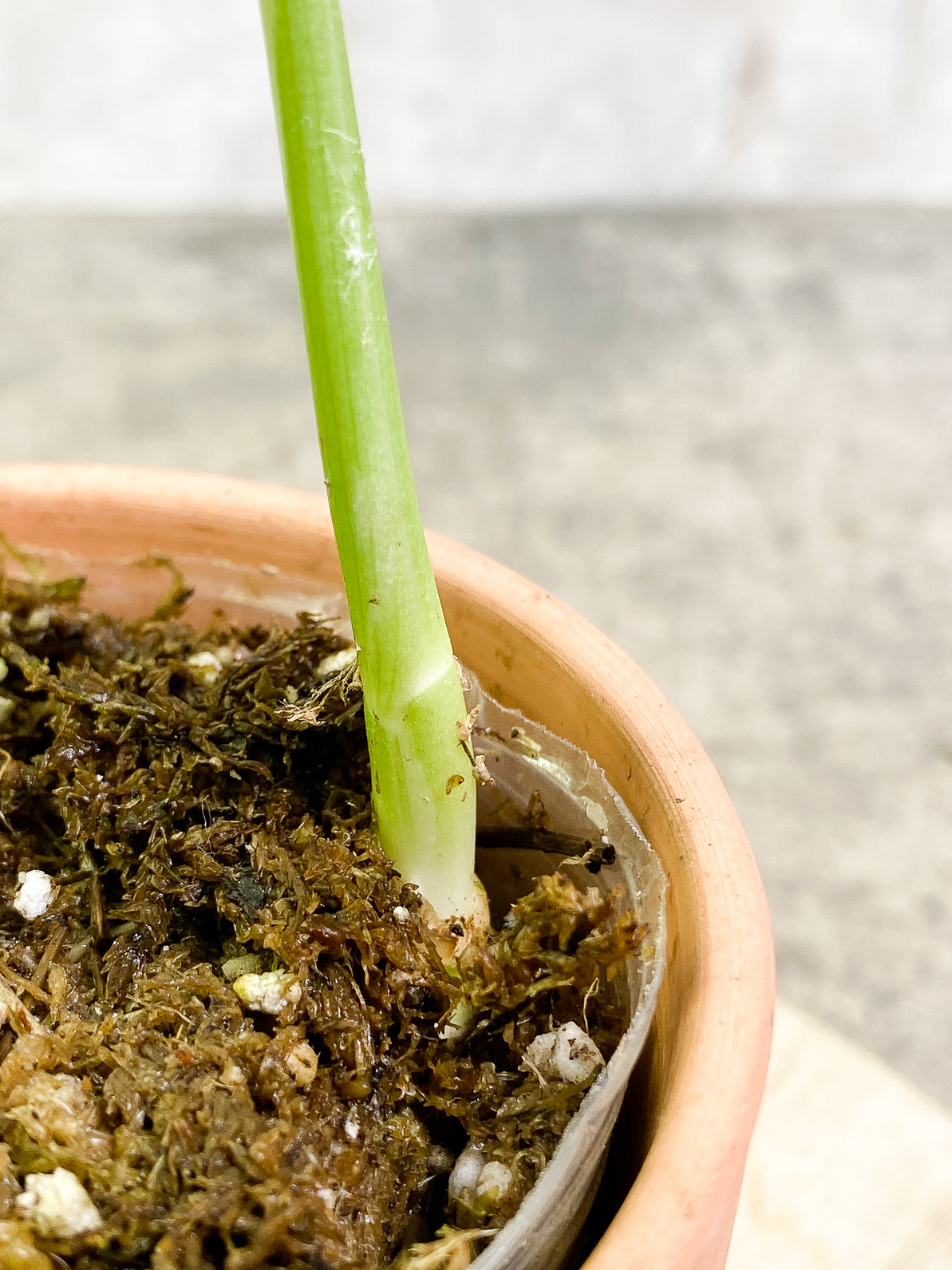 Monstera Albo Rooted