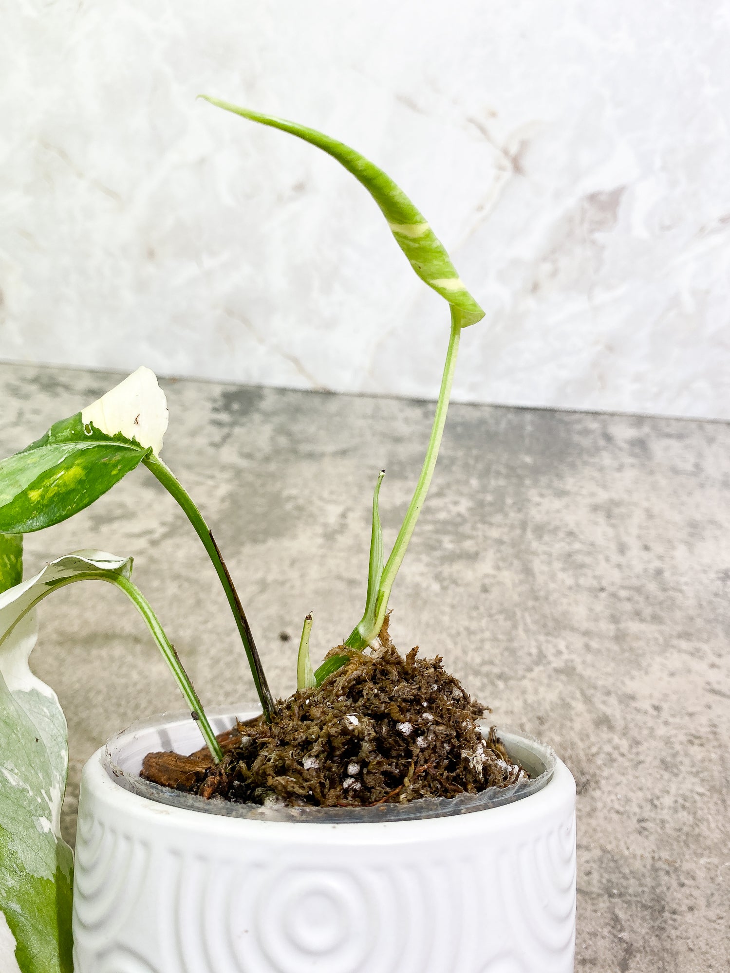 Epipremnum Pinnatum Variegated 2 leaves 1 unfurling fully rooted