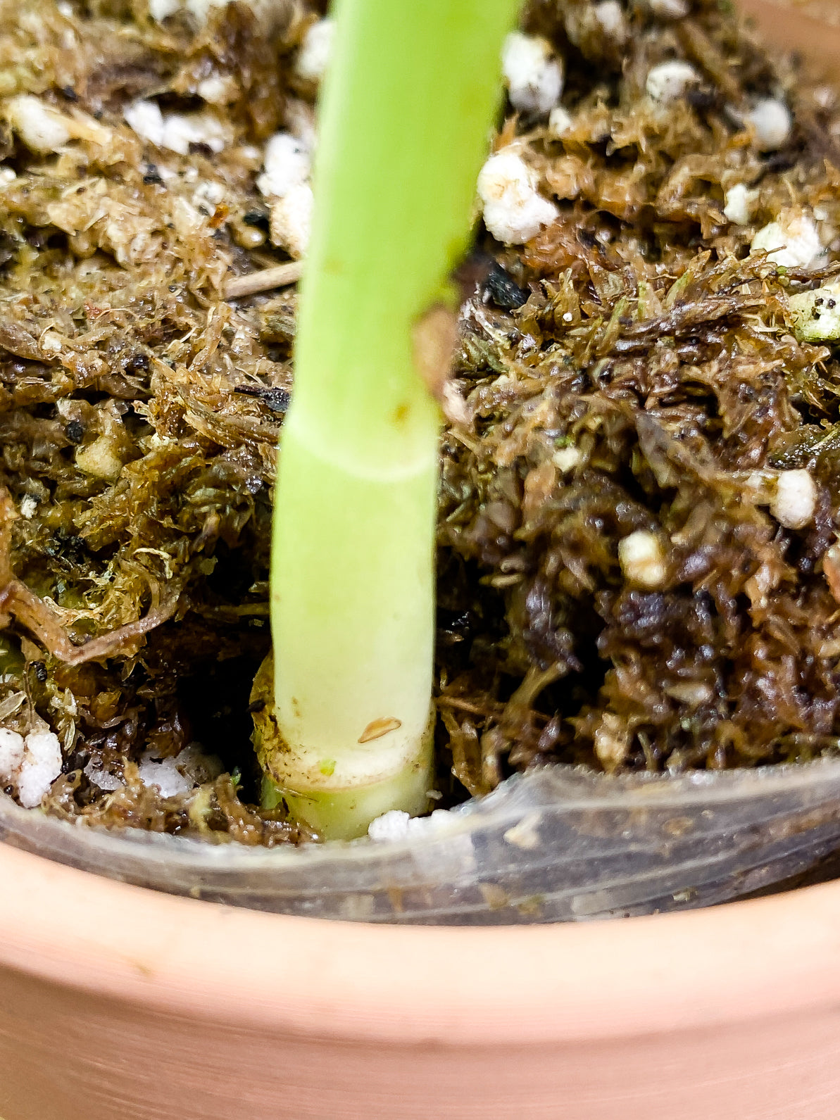Monstera Albo Rooted