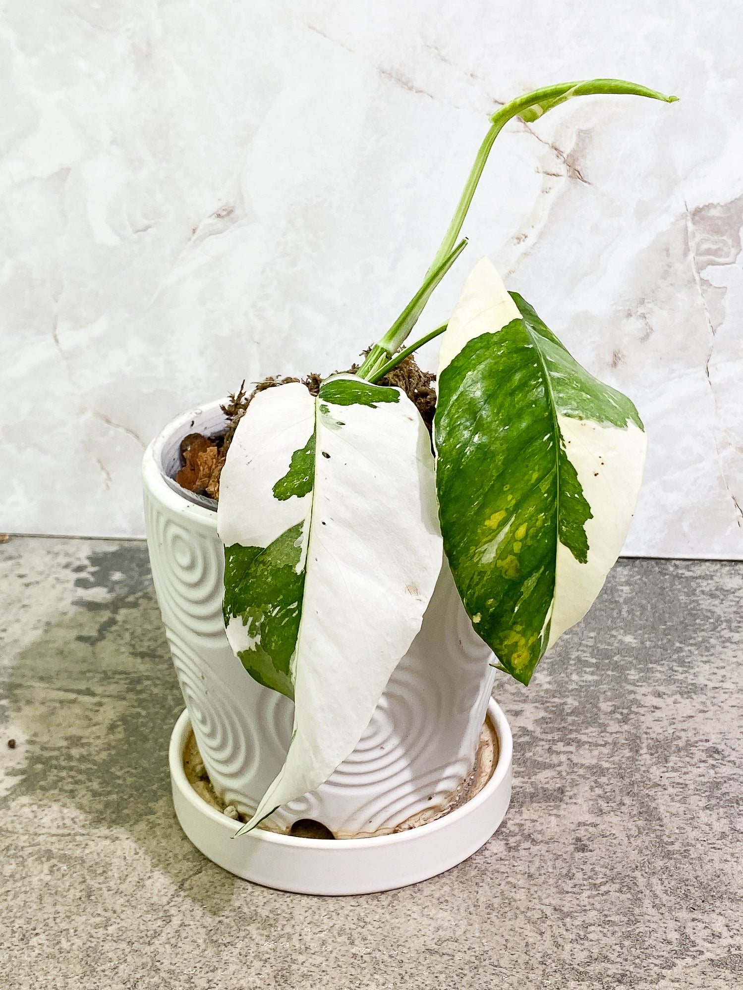 Epipremnum Pinnatum Variegated 2 leaves 1 unfurling fully rooted