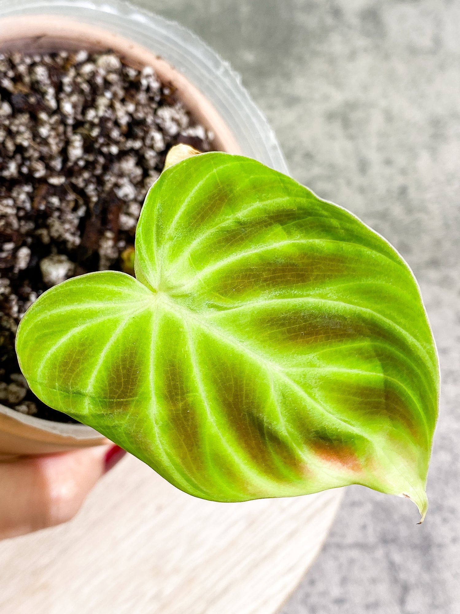 Philodendron Verrucosum Tambillo 1 leaf Rooted