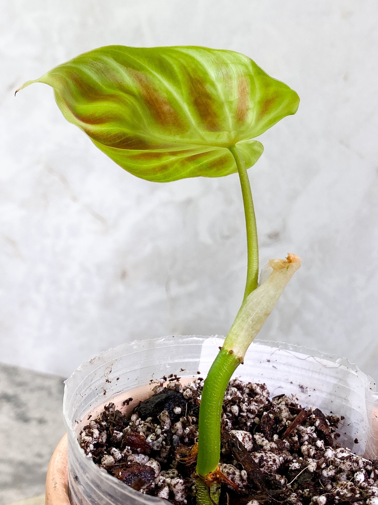 Philodendron Verrucosum Tambillo 1 leaf Rooted