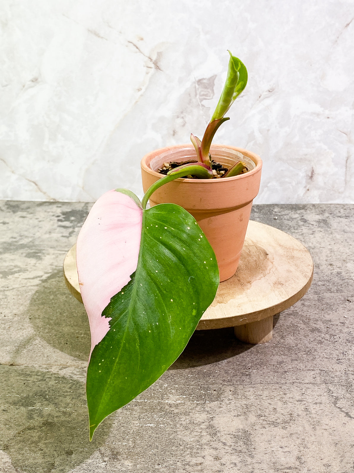 Philodendron white princess tricolor 2 leaves slightly rooted