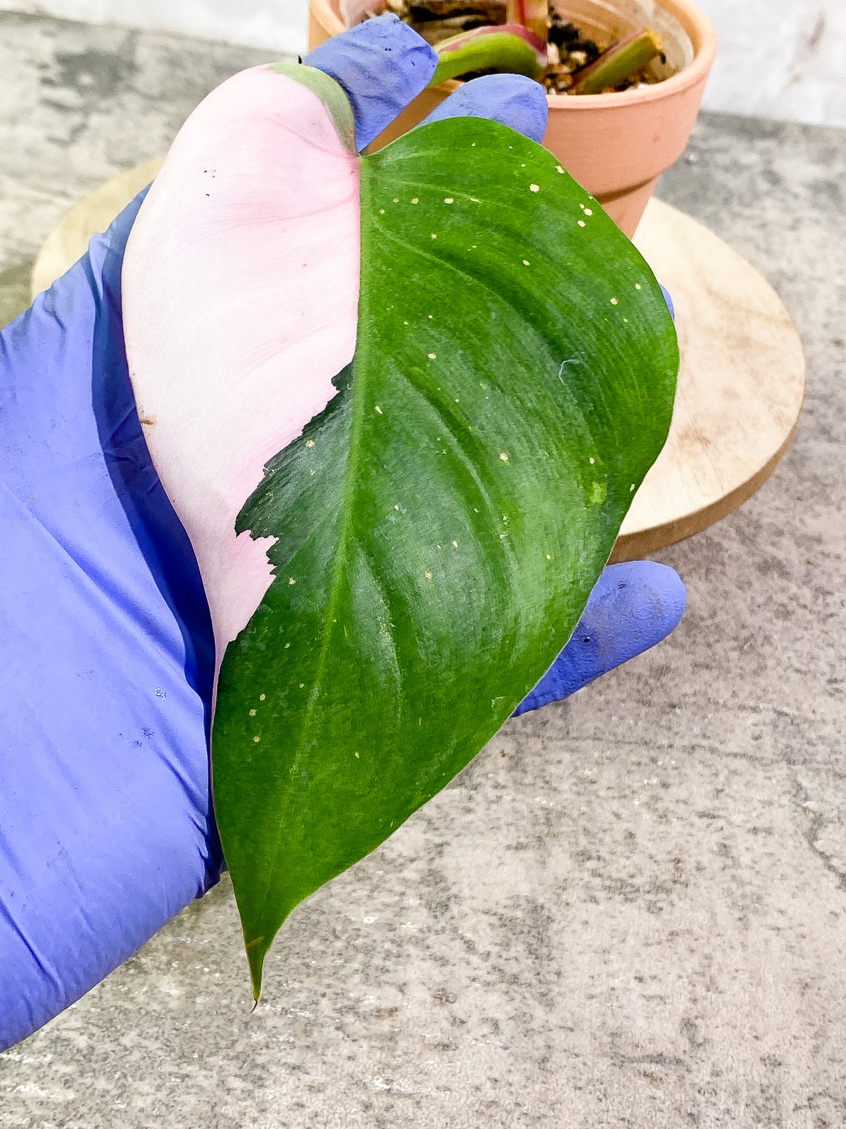 Philodendron white princess tricolor 2 leaves slightly rooted