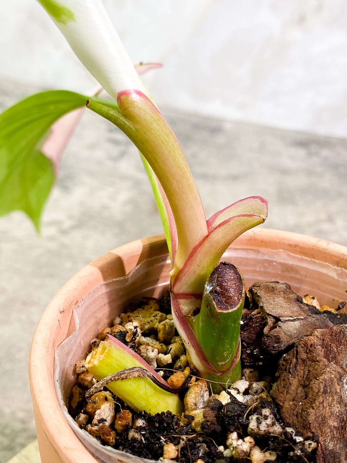 Philodendron white princess tricolor 2 leaves slightly rooted
