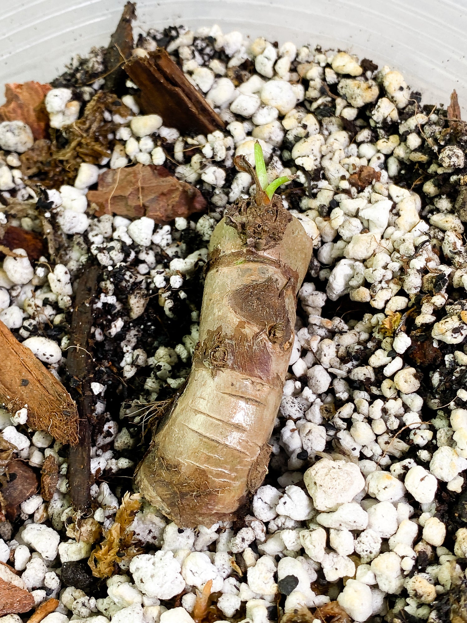 Philodendron Giganteum Marble Blizzard 1 sprout fully rooted node