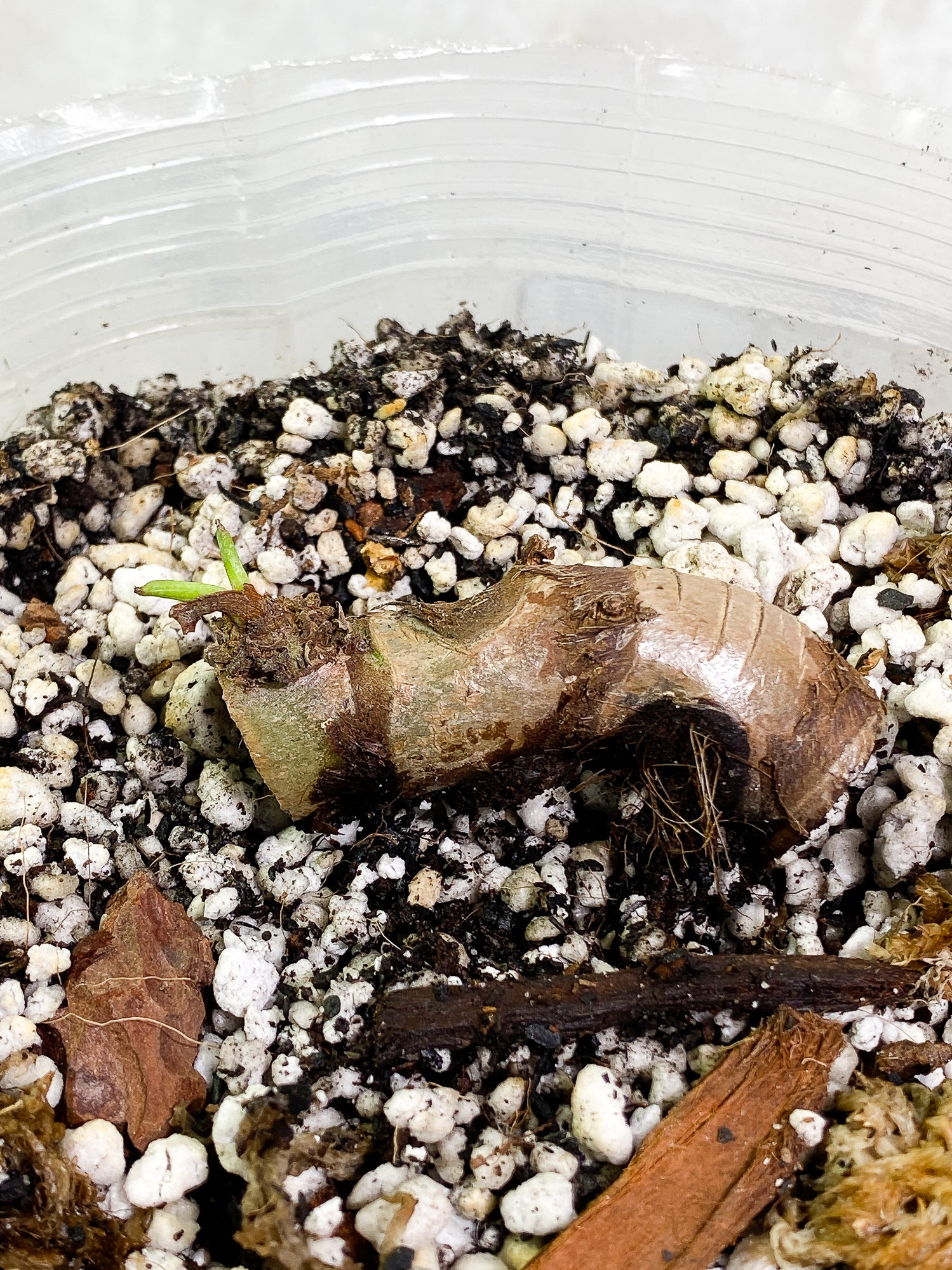 Philodendron Giganteum Marble Blizzard 1 sprout fully rooted node