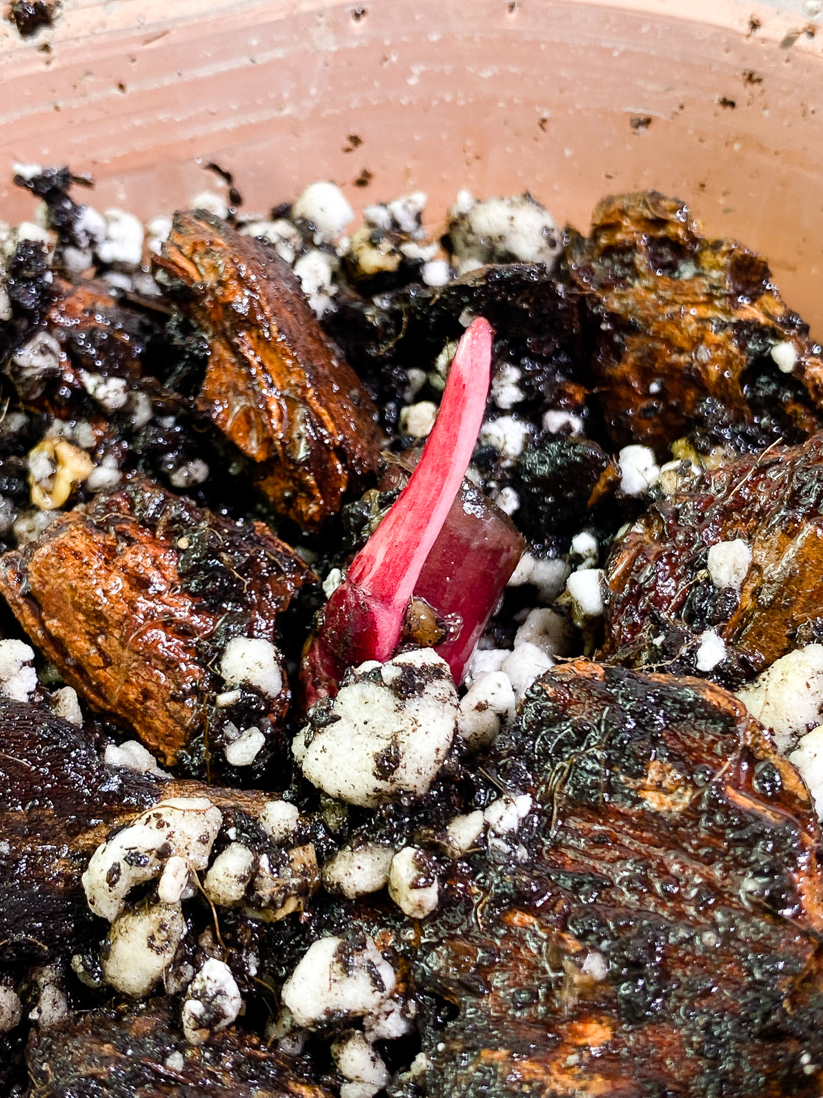 Philodendron Red Anderson slightly rooted sprout