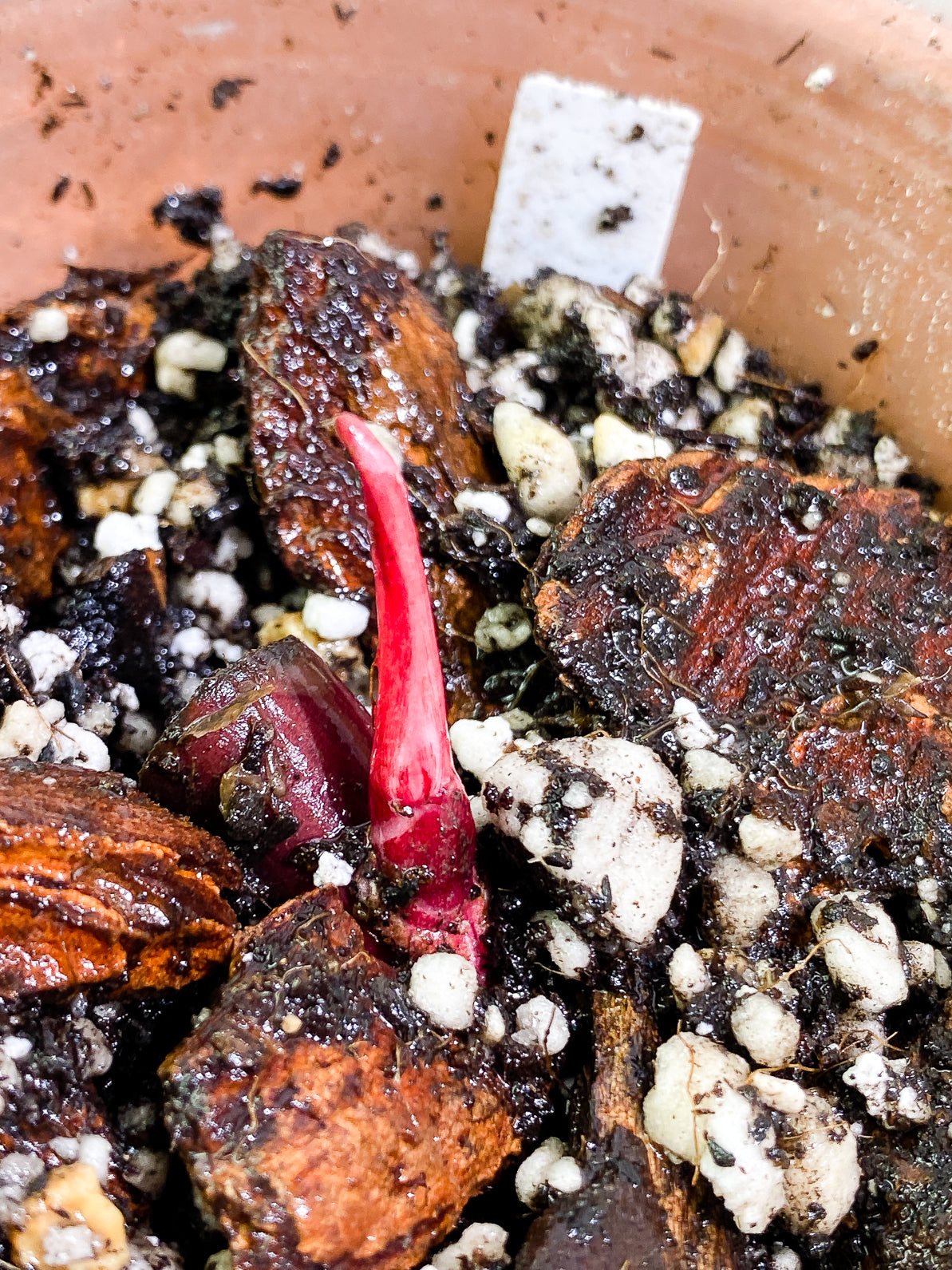 Philodendron Red Anderson slightly rooted sprout