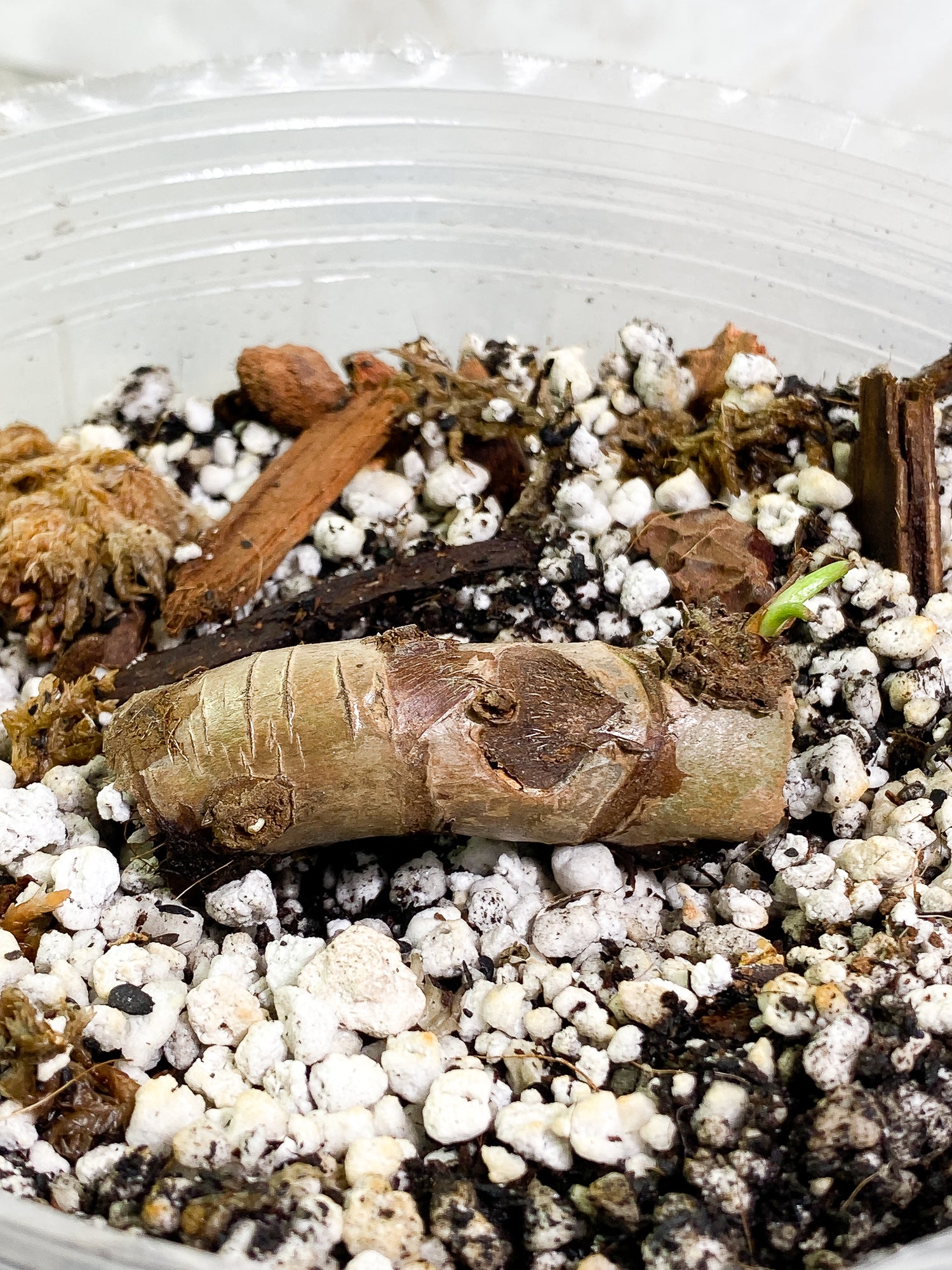 Philodendron Giganteum Marble Blizzard 1 sprout fully rooted node
