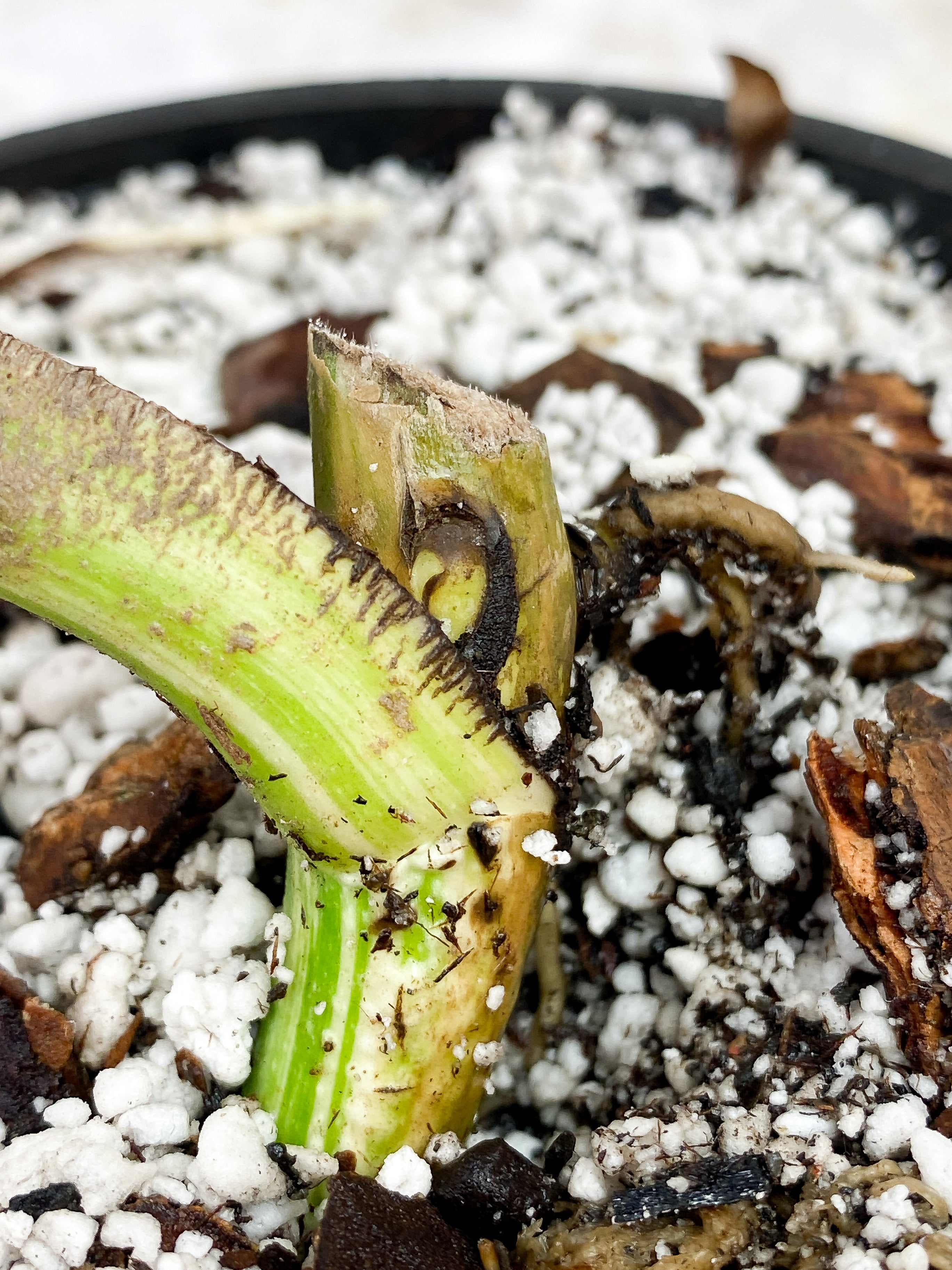 Monstera albo High variegation fully rooted