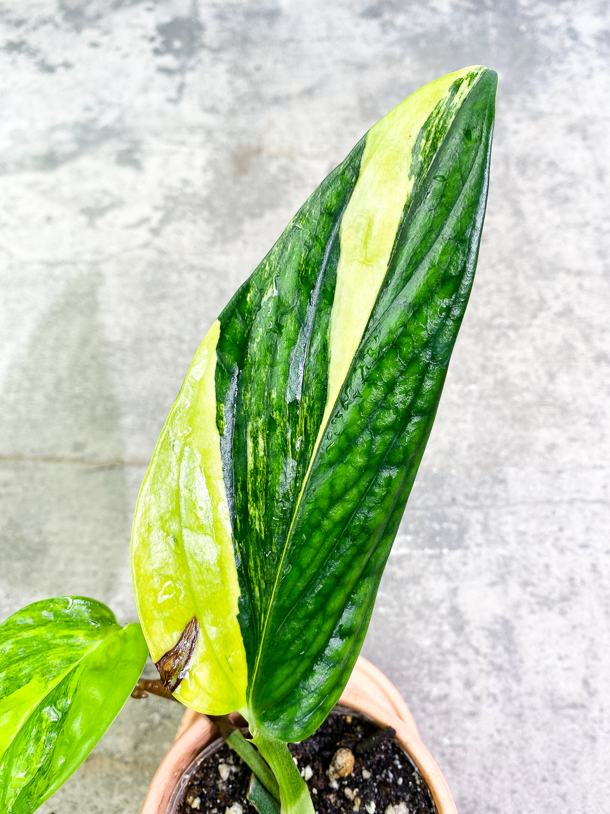 Monstera Peru Variegated 2 leaves fully rooted