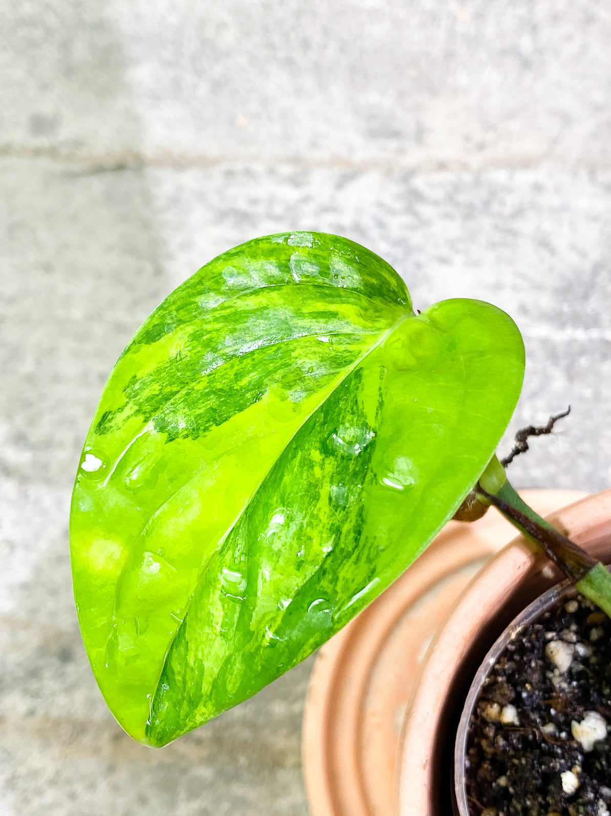 Monstera Peru Variegated 2 leaves fully rooted