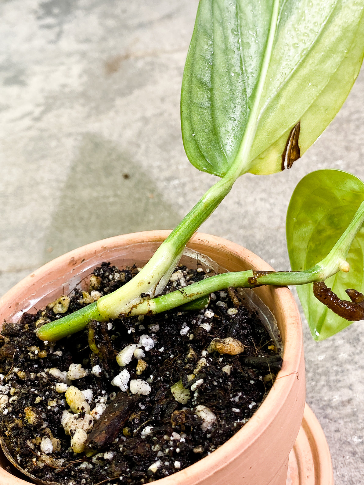 Monstera Peru Variegated 2 leaves fully rooted