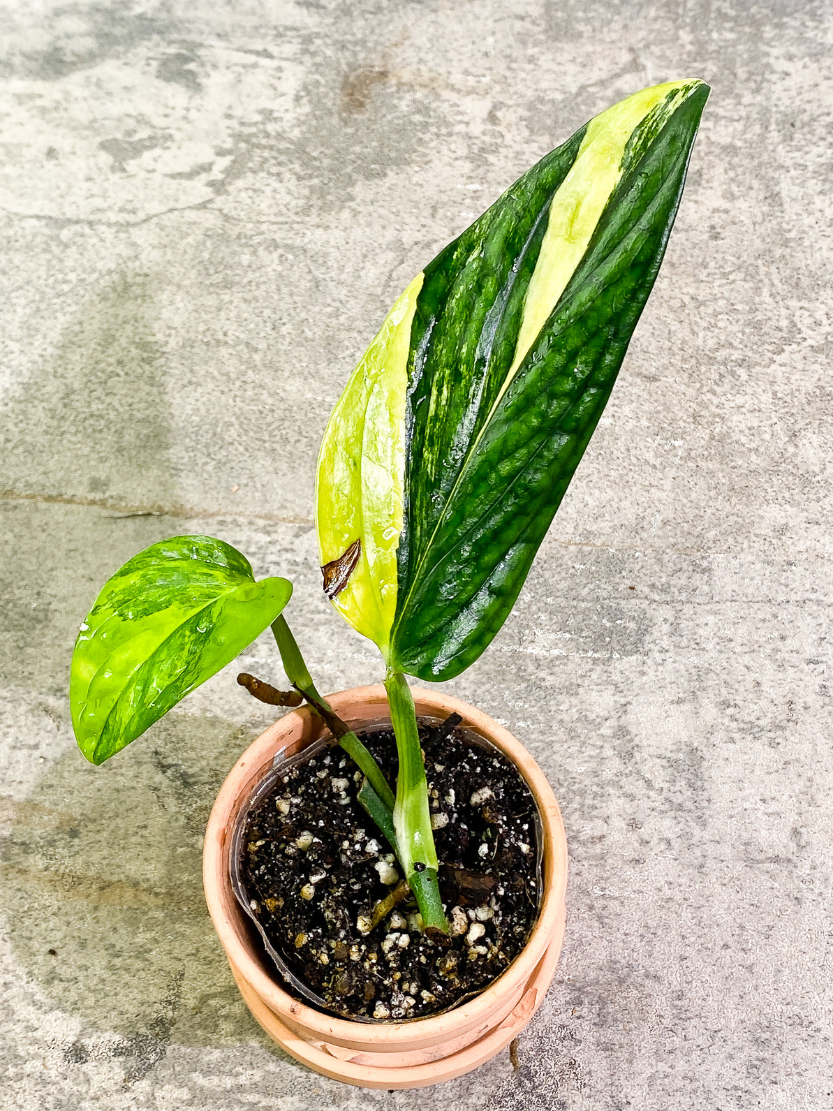 Monstera Peru Variegated 2 leaves fully rooted
