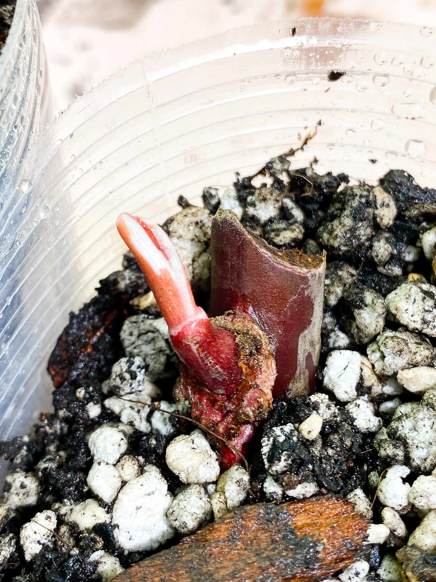 Philodendron White Knight Tricolor slightly rooted sprout