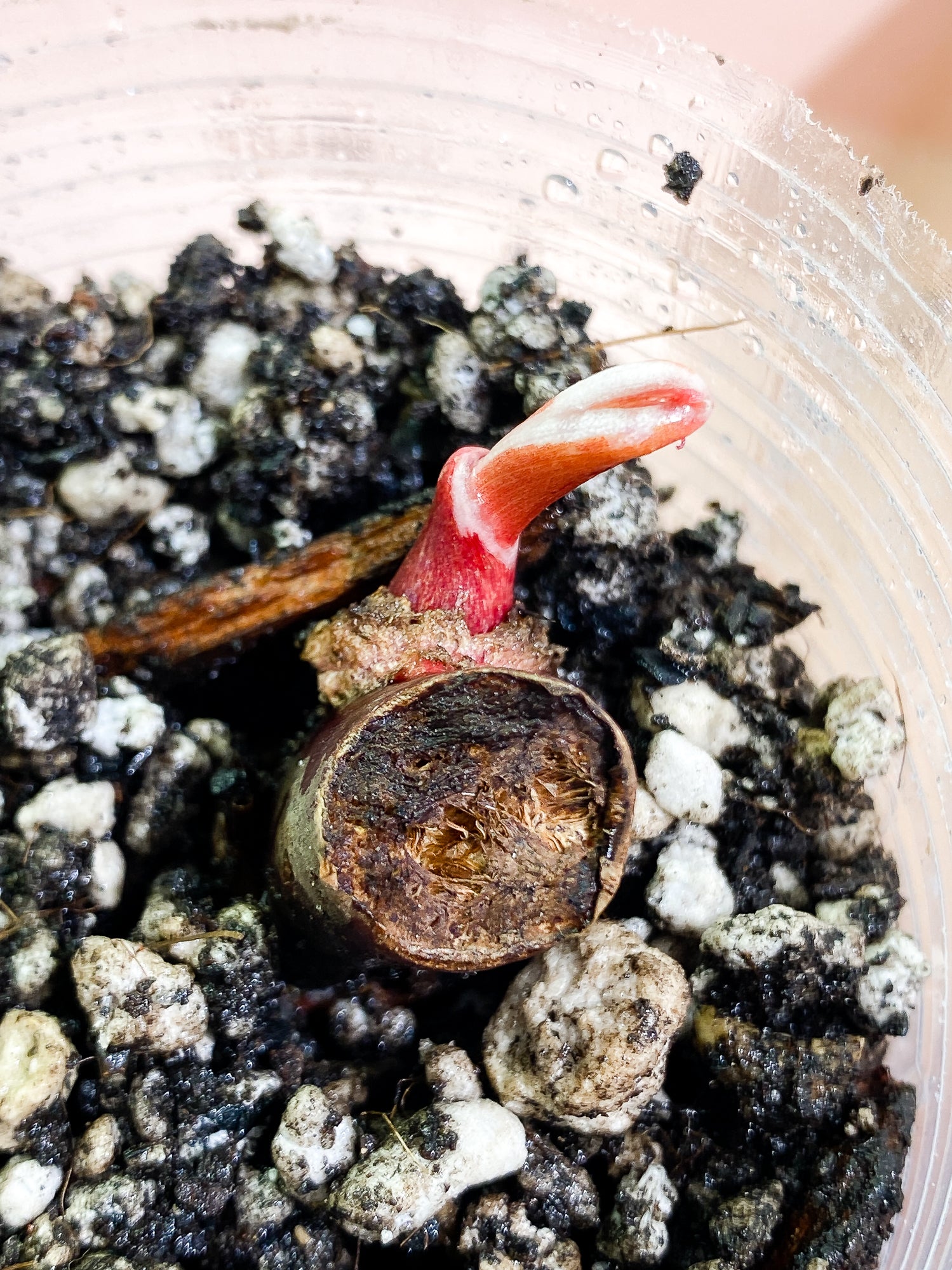 Philodendron White Knight Tricolor slightly rooted sprout