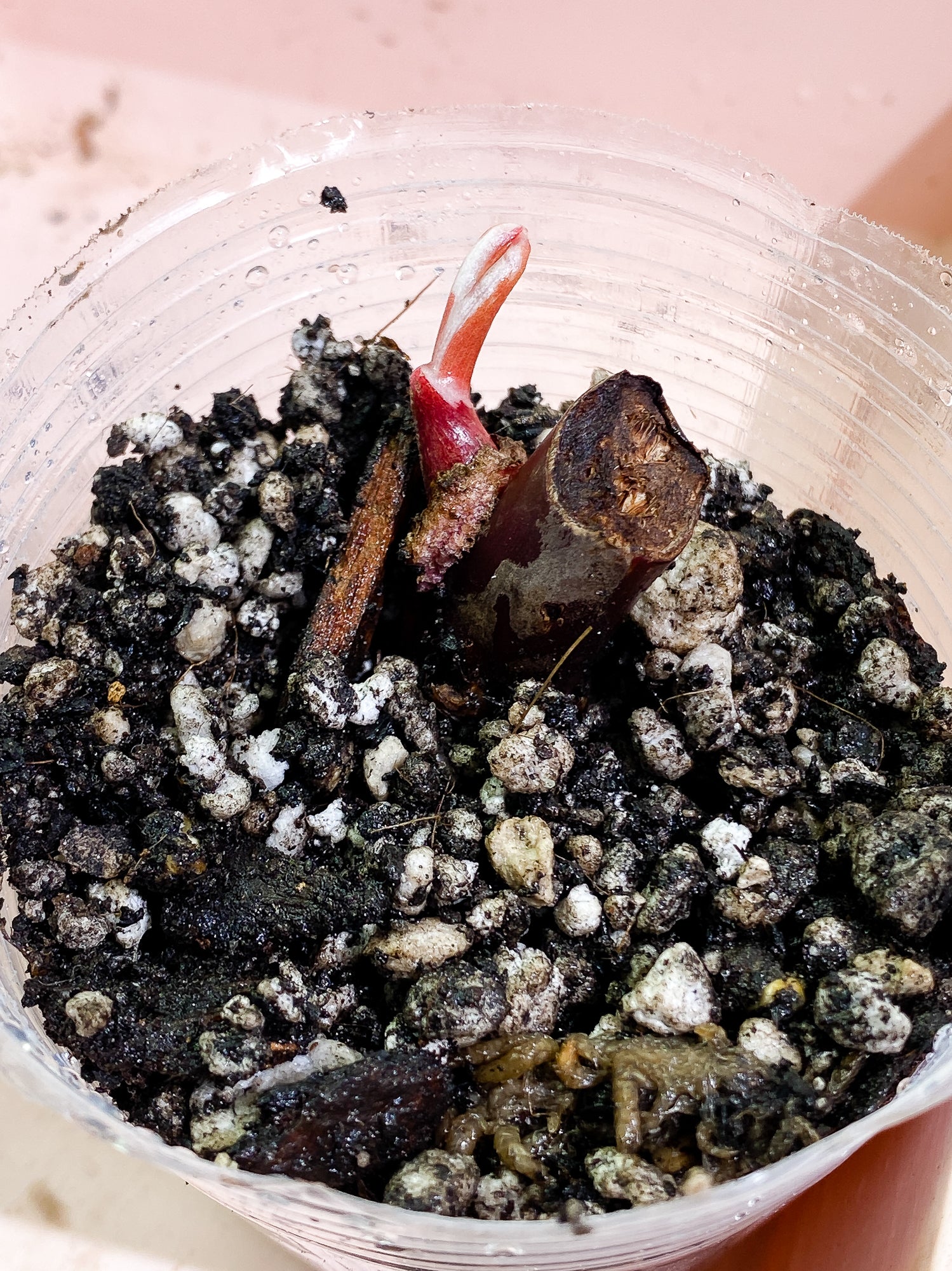 Philodendron White Knight Tricolor slightly rooted sprout