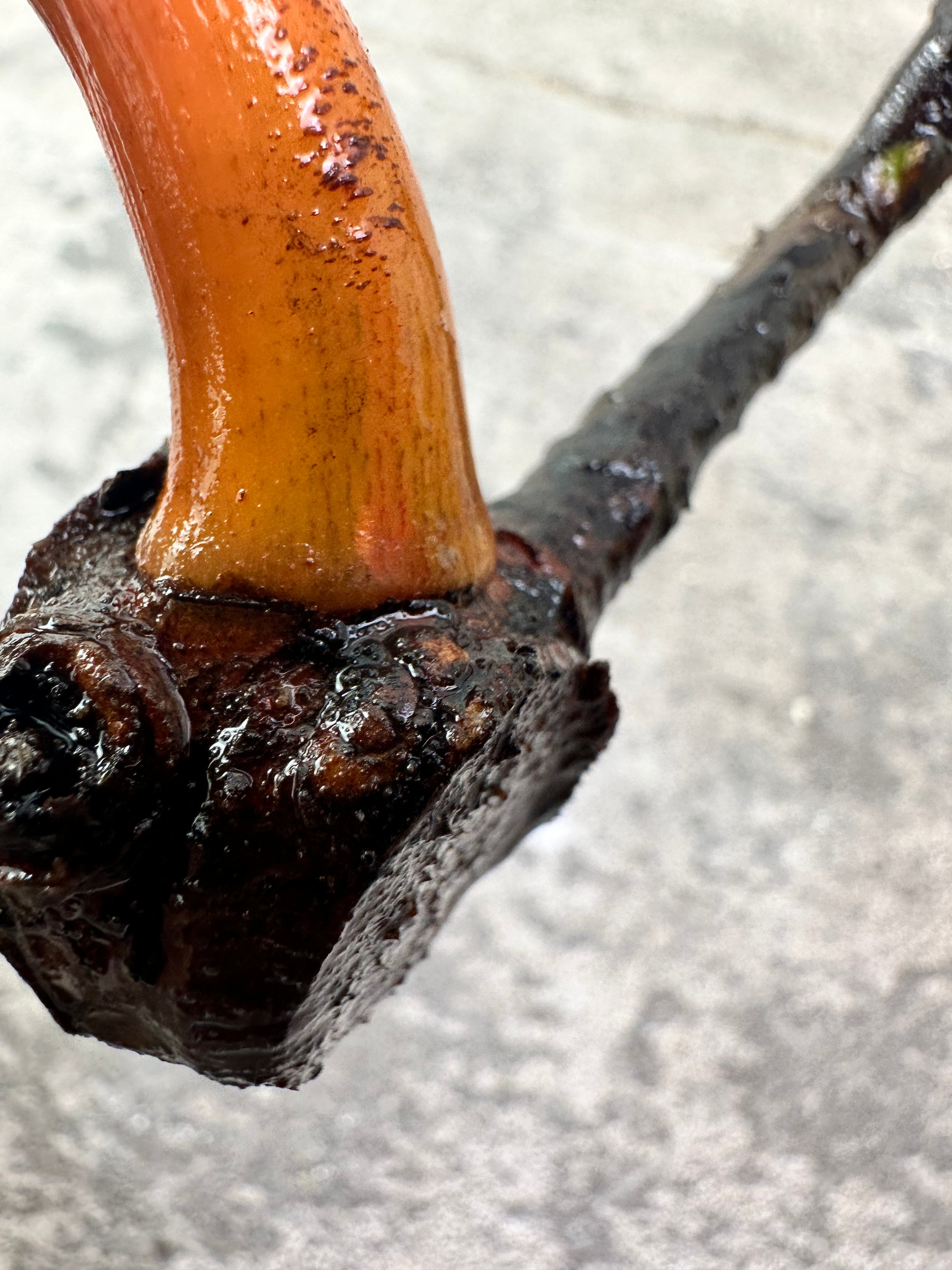private sale: PHILODENDRON Billietiae Variegated Node (Wait to root)
