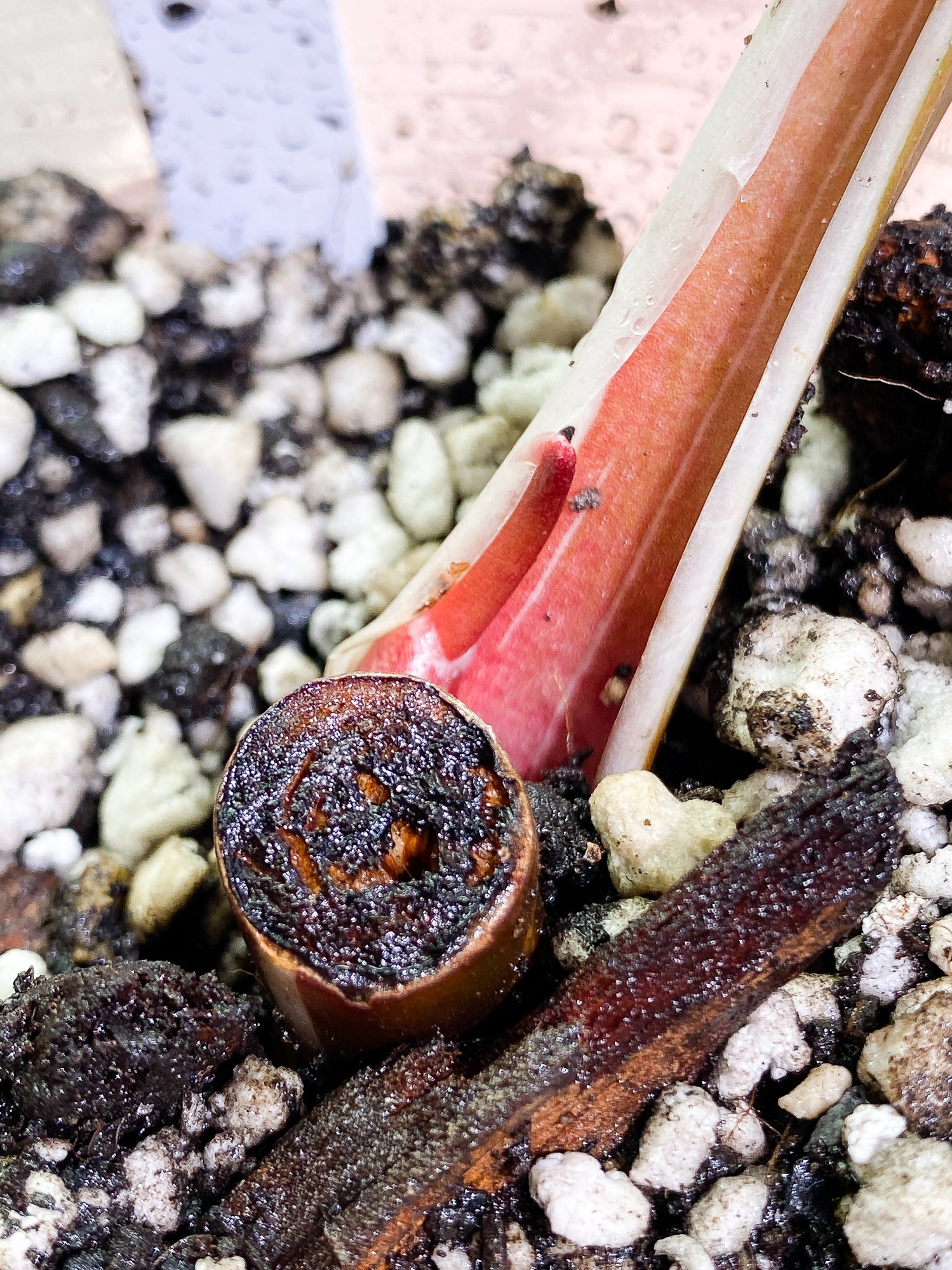 Philodendron White Knight Tricolor fully rooted sprout