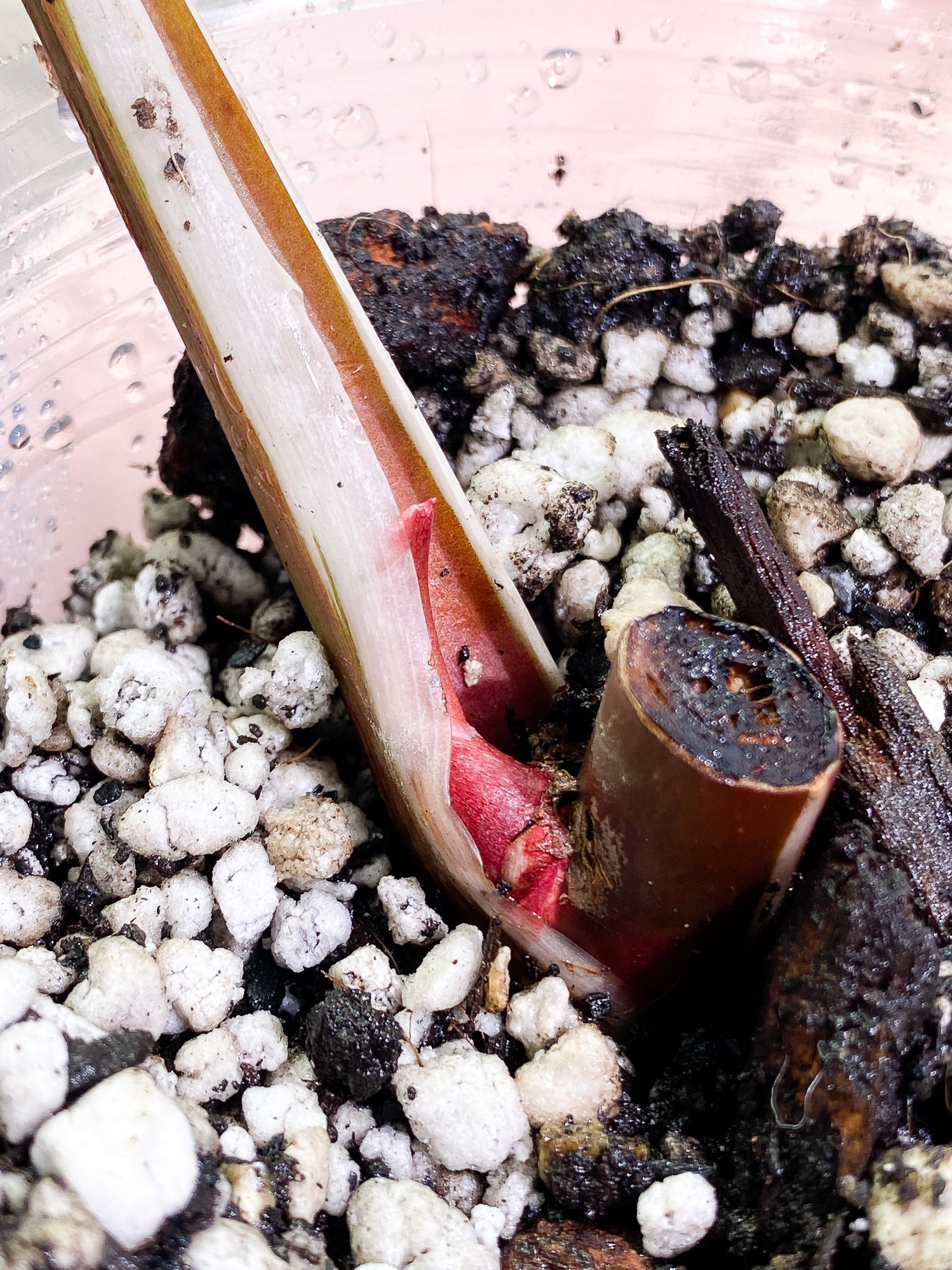 Philodendron White Knight Tricolor fully rooted sprout