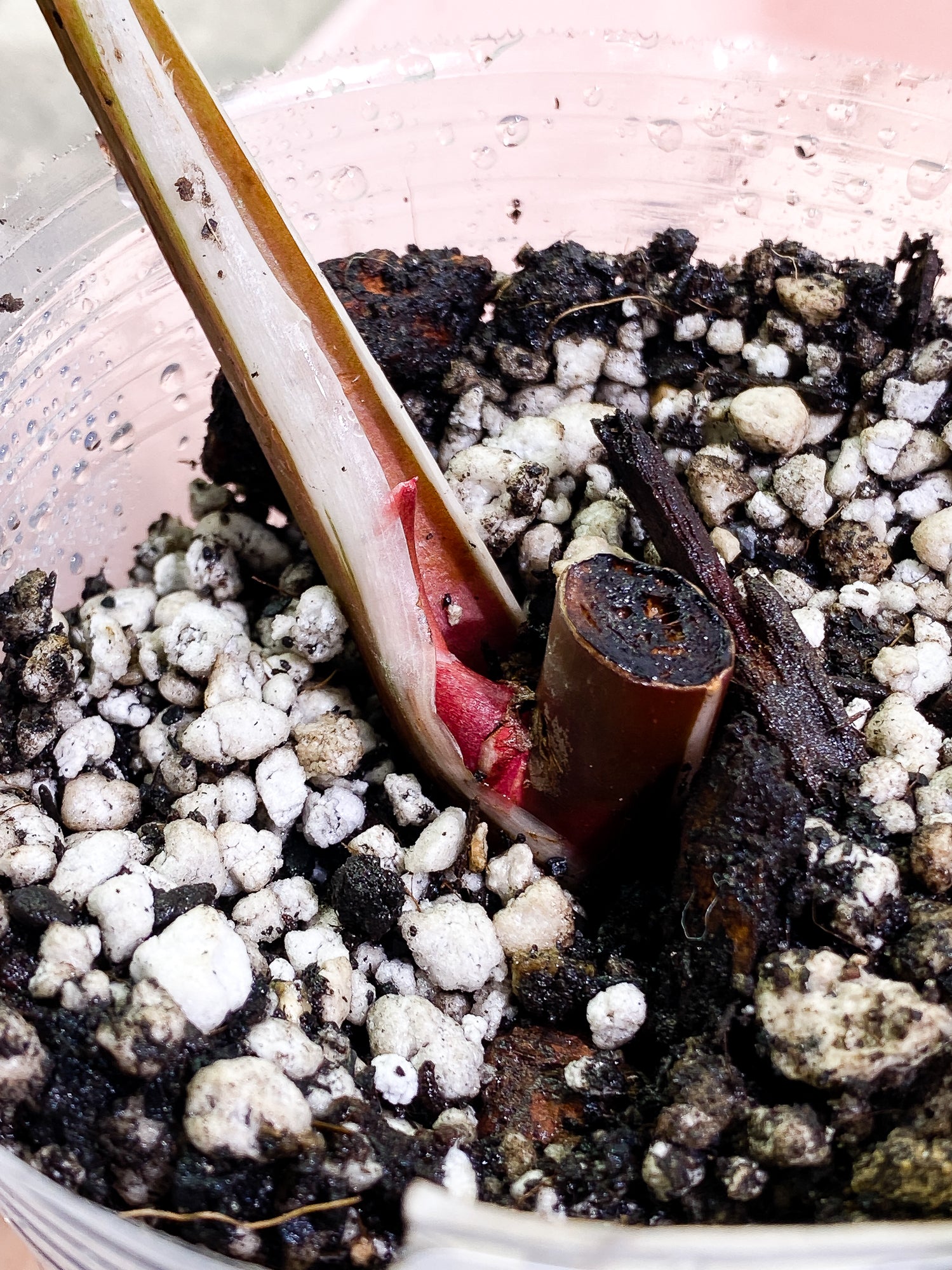 Philodendron White Knight Tricolor fully rooted sprout